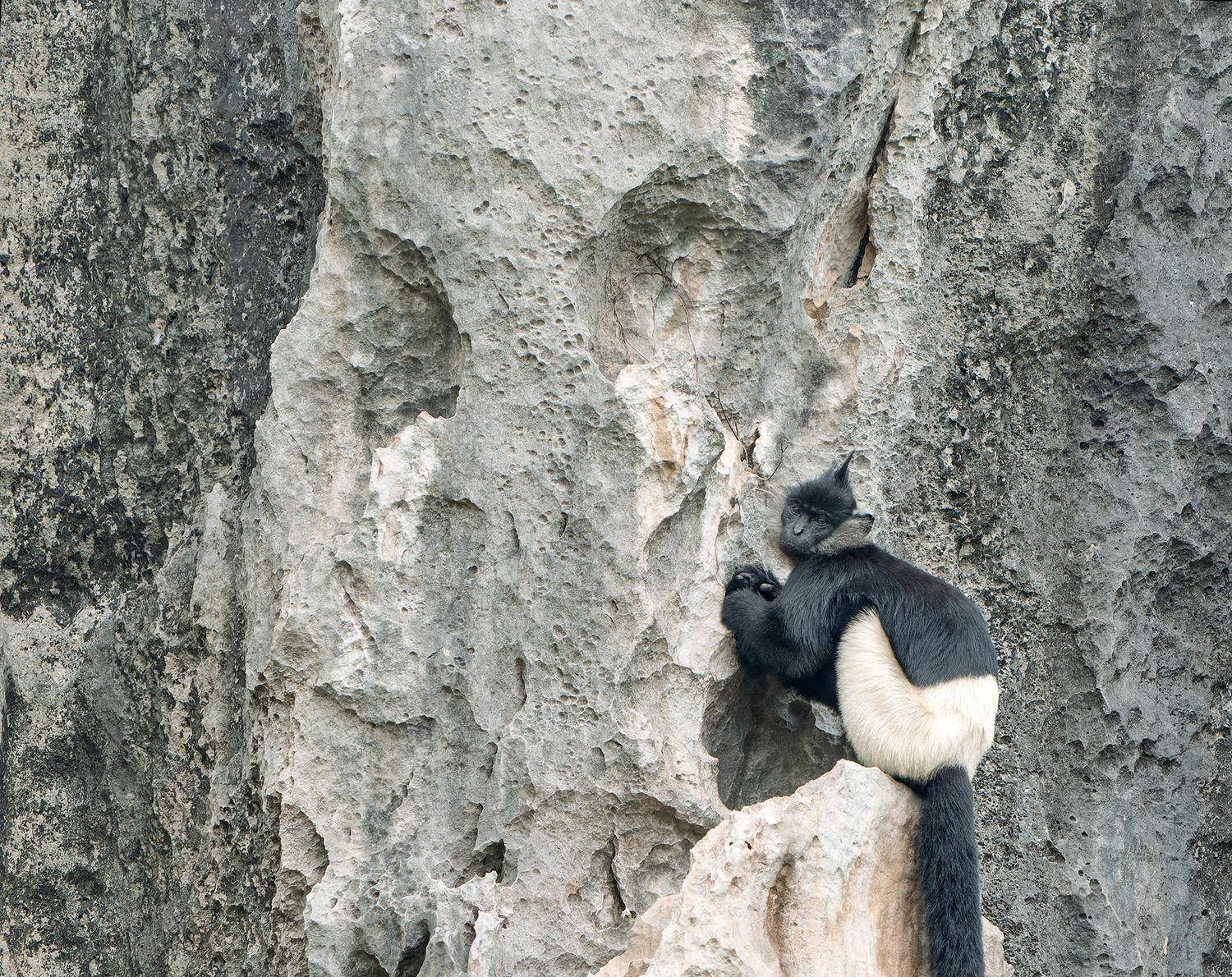 Delacour’s langur clinging to a steep limestone cliff at Van Long Nature Reserve, Vietnam.