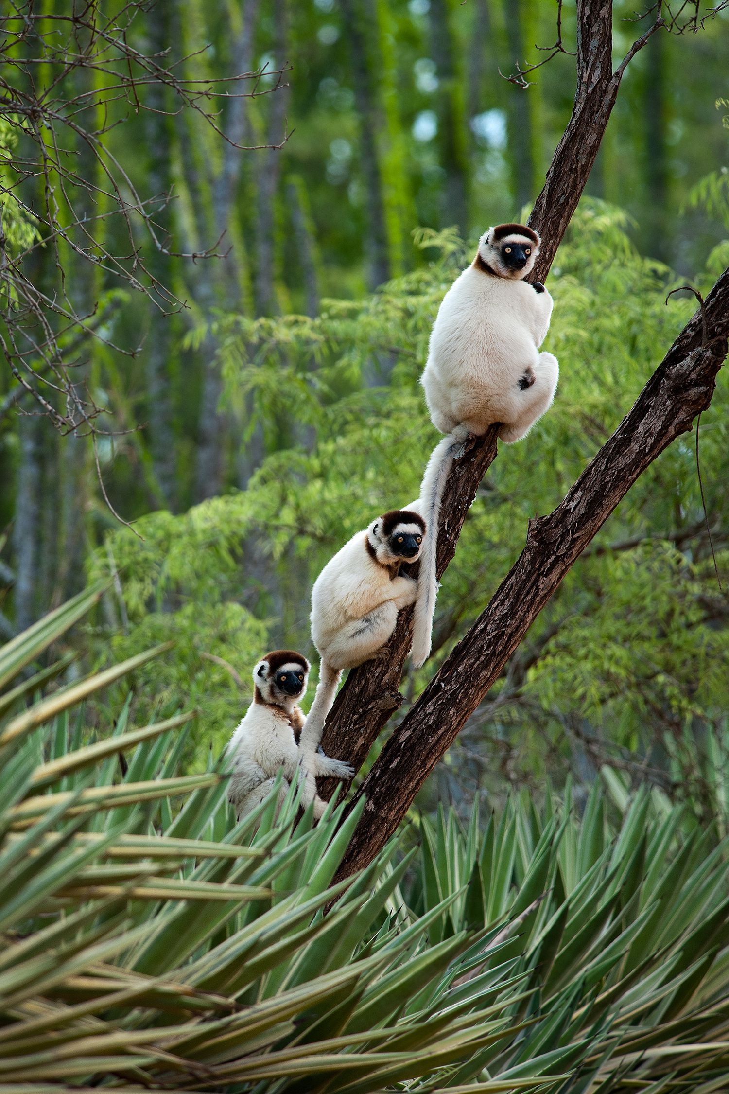Three Verreaux’s sifaka making eye contact with the photographer, Berenty Reserve, Madagascar.