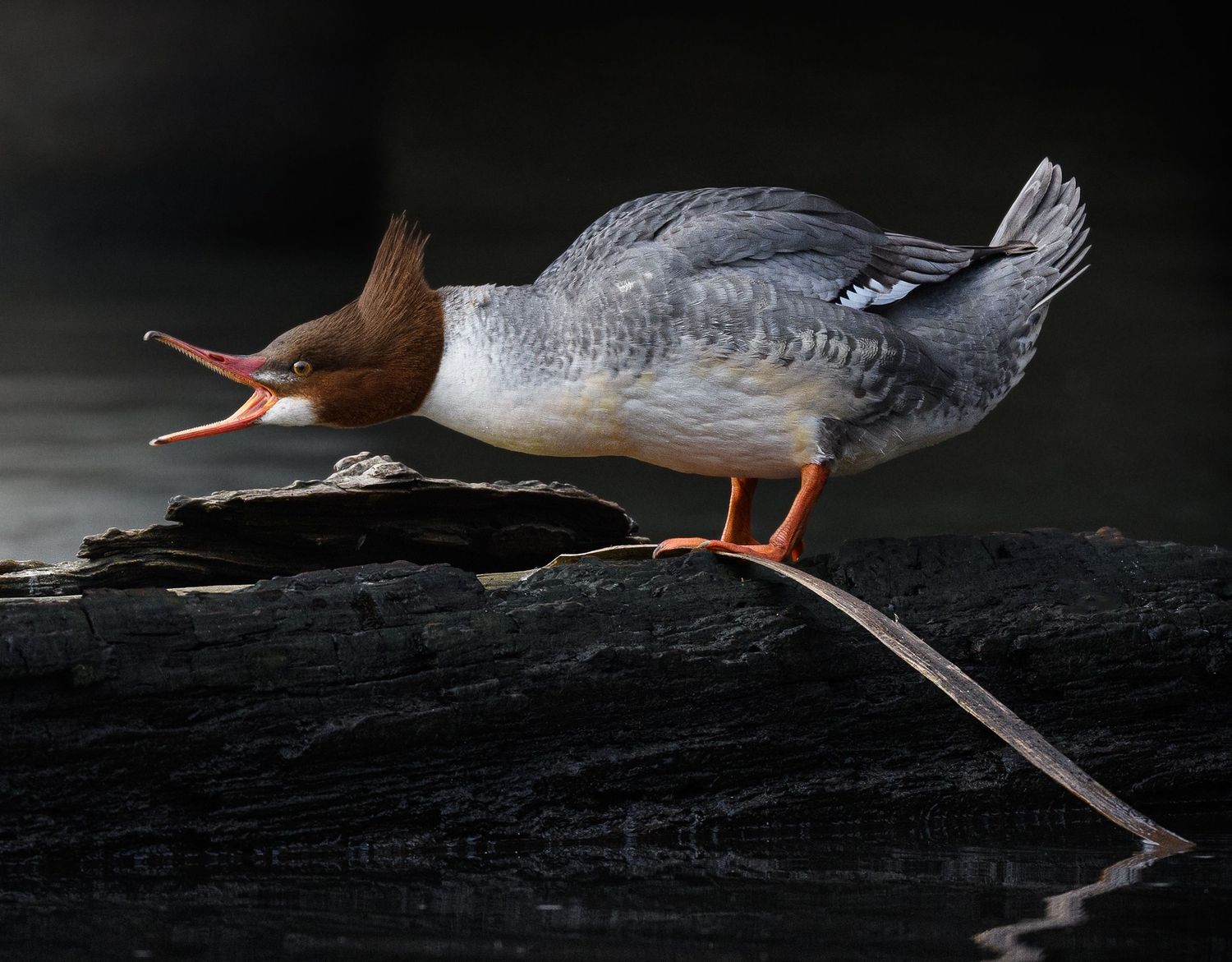 Common merganser squawking while perched on a log in Portland, Oregon.