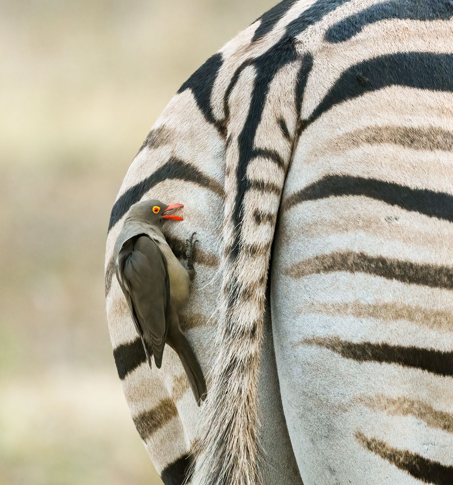 Red-billed oxpecker plucking ticks from a zebra’s hindquarters in South Africa.