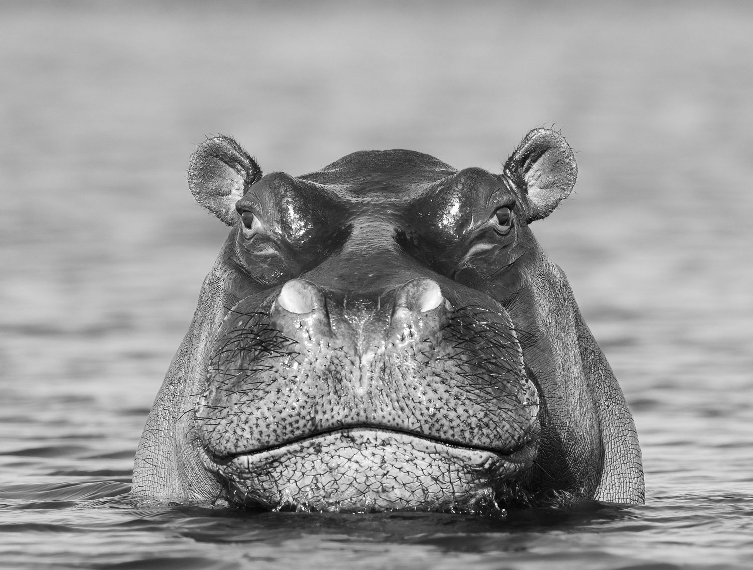 Hippopotamus resting in the water with only its head above the surface in Botswana.
