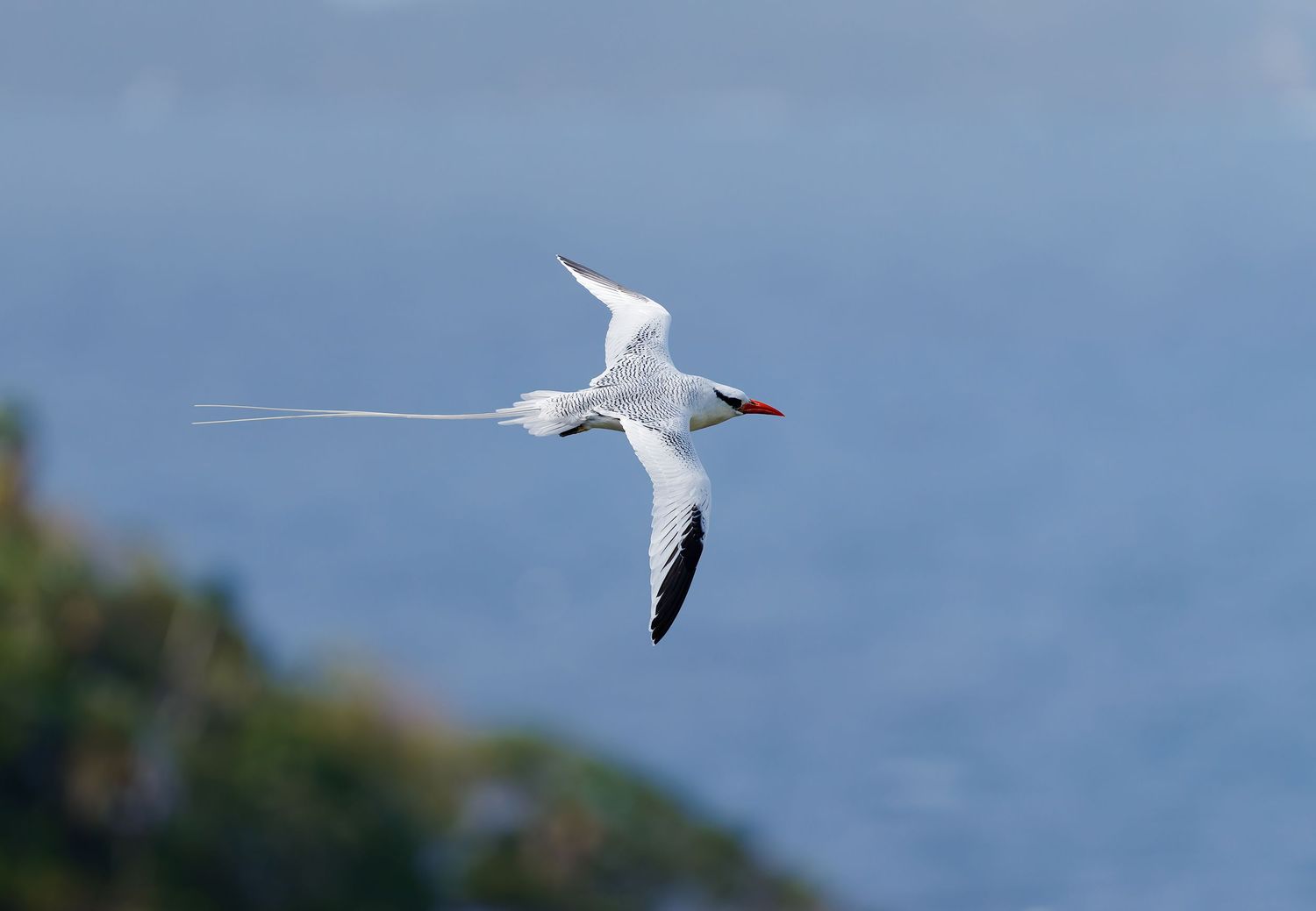 Red-billed tropicbird flying above Little Tobago Island, Trinidad and Tobago.