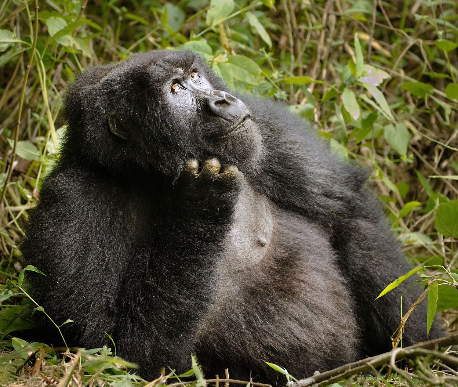 Mountain gorilla looking upward while resting in vegetation in Rwanda.