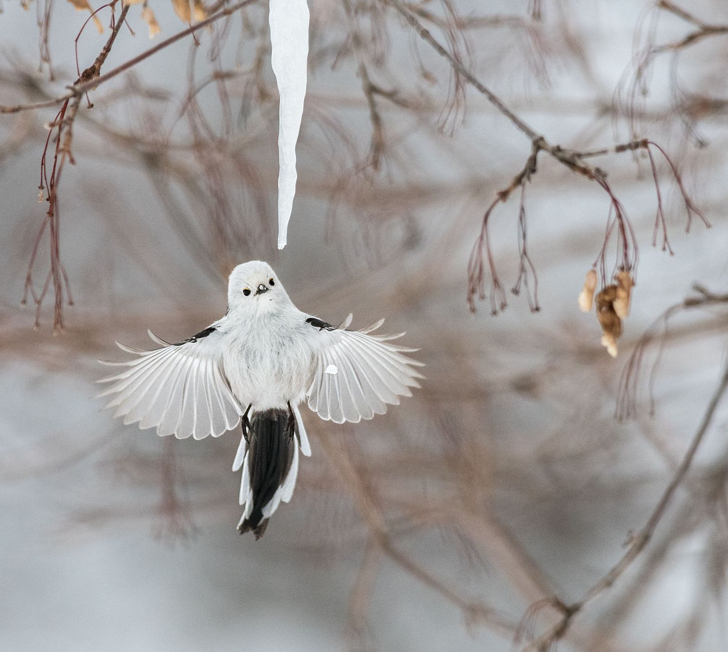 Long-tailed Tit approaching an icicle with wings spread at Lake Kussharo, Hokkaido, Japan.