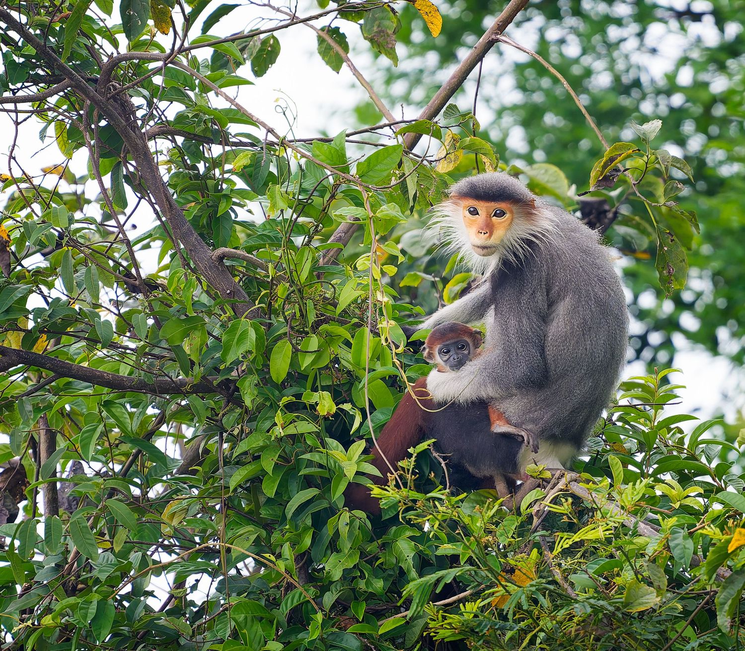 Red-shanked douc mother holding her infant in the forest canopy in Vietnam.