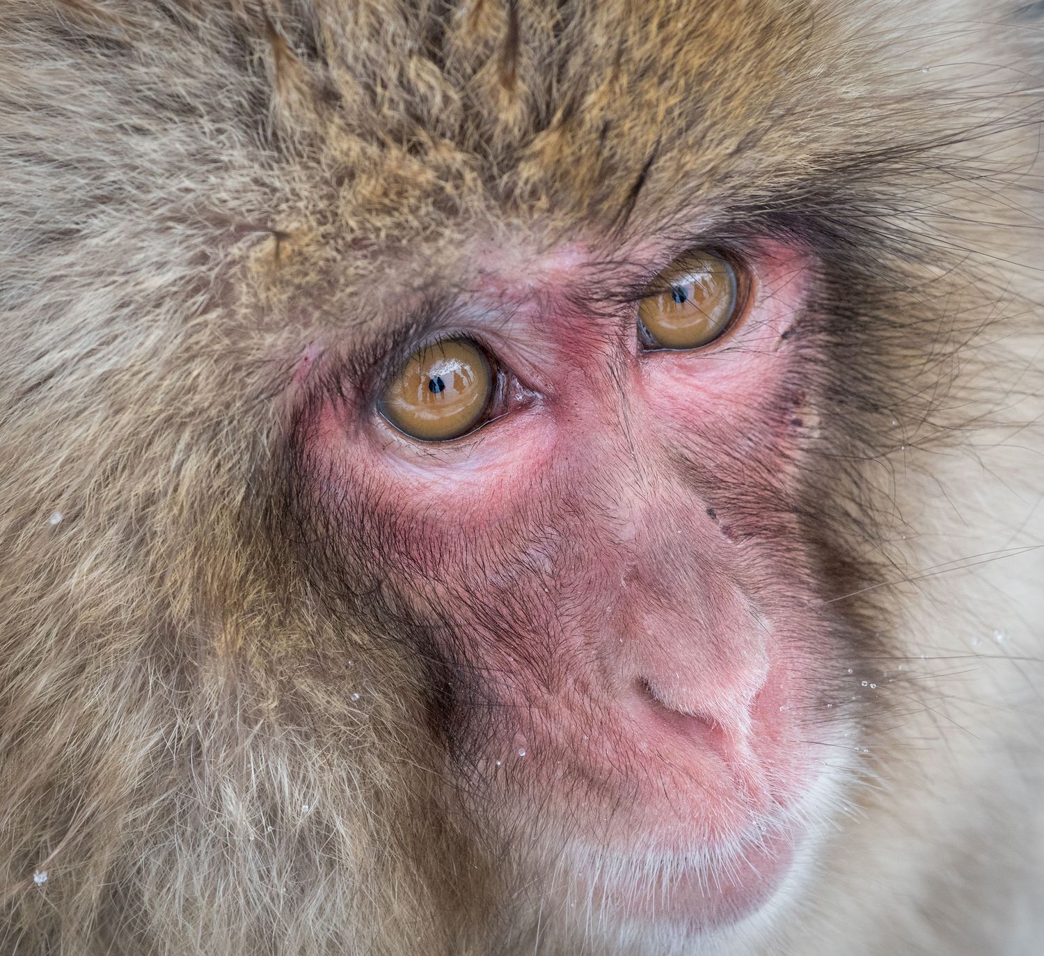 Close-up portrait of a snow monkey in Japan.