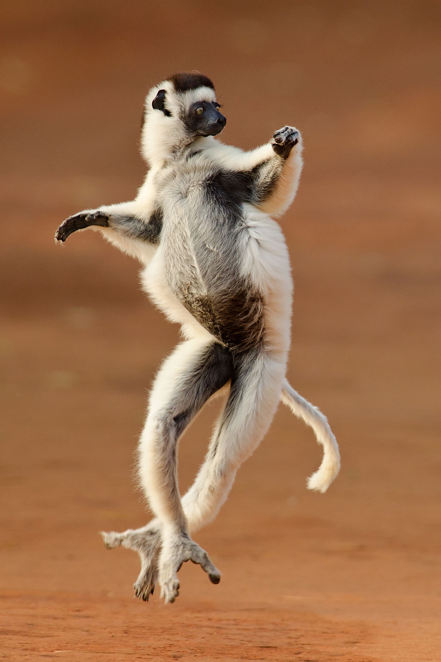 Verreaux’s sifaka leaping across open ground at Berenty Reserve, Madagascar.
