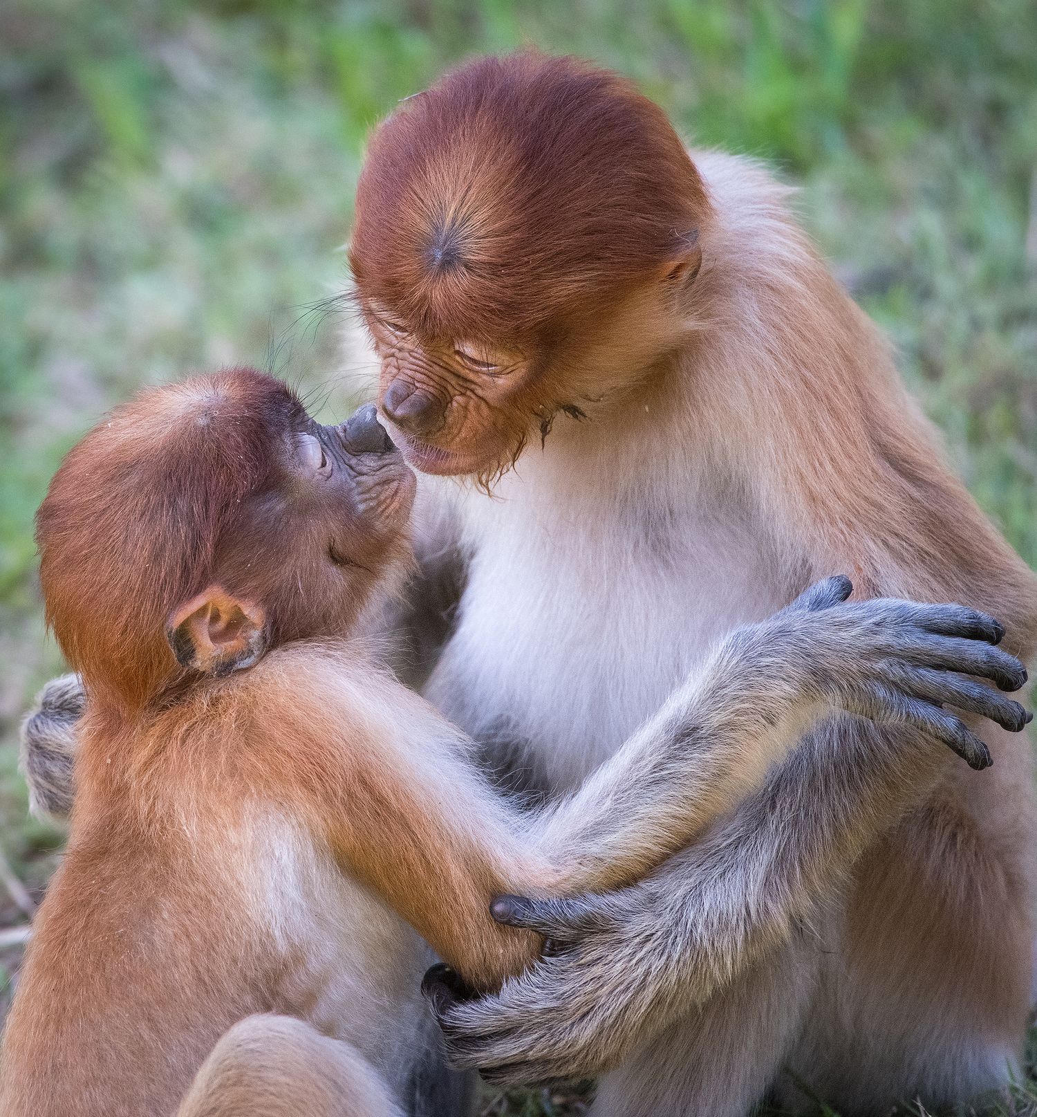 Two proboscis monkeys embracing and touching faces in Borneo.