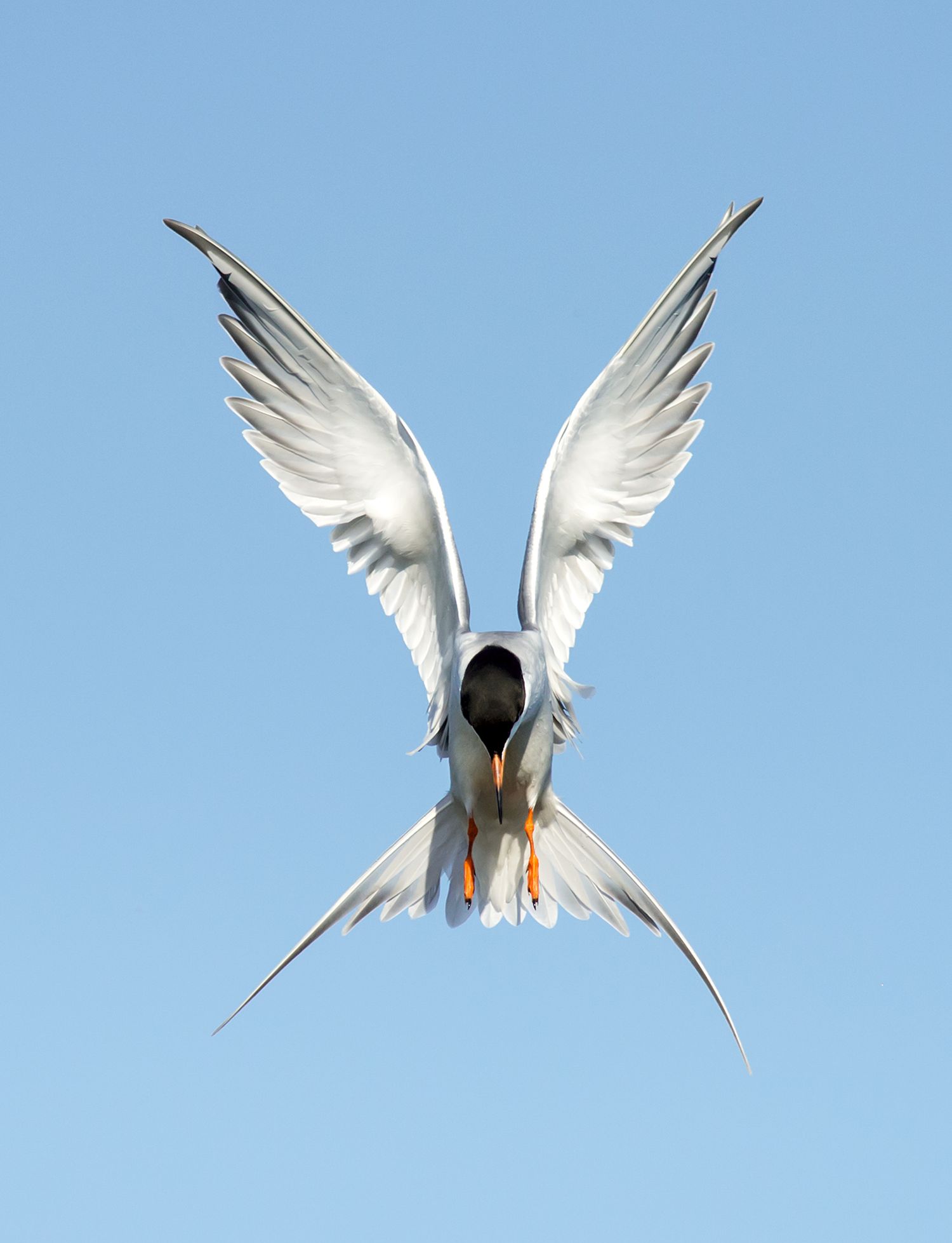 Forster's tern hovering with wings raised against a clear blue sky.