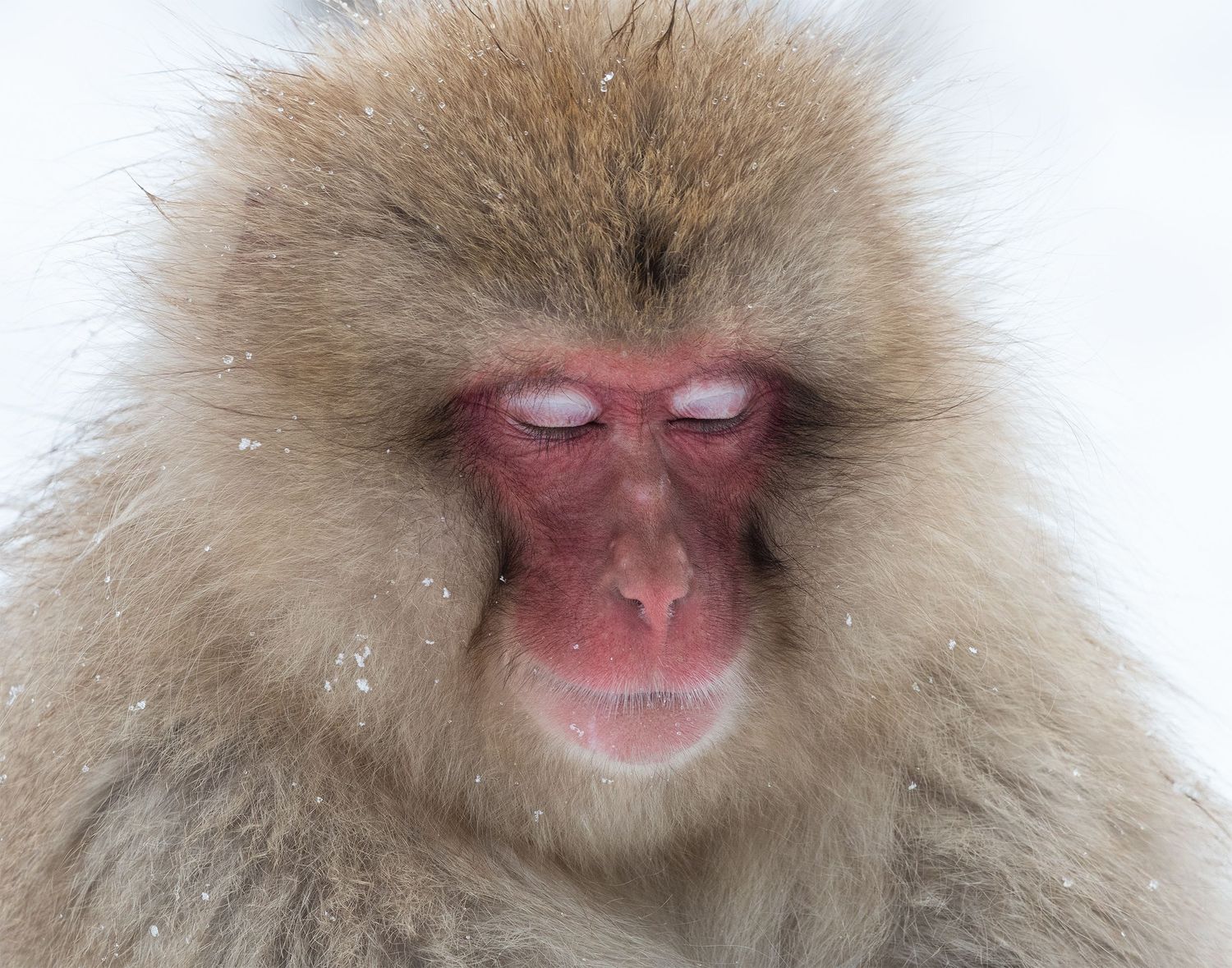 Snow monkey resting with eyes closed in the snow in Japan.