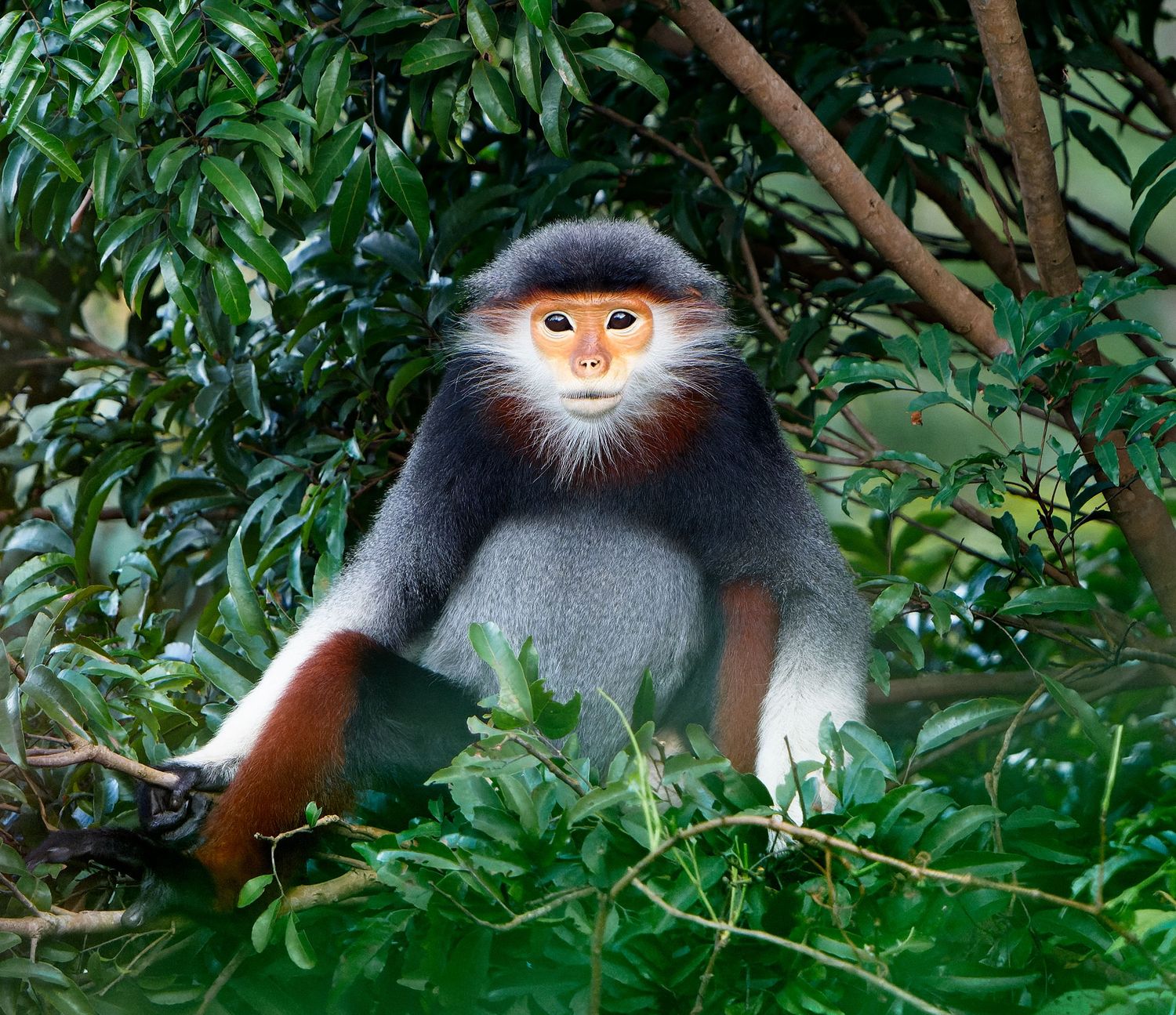 Red-shanked douc seated among green foliage in Vietnam.
