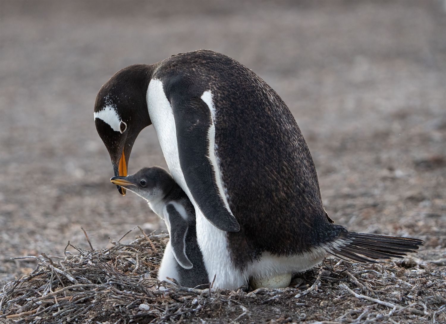 Gentoo penguin tending to its chick while sitting on an egg  in the Falkland Islands.