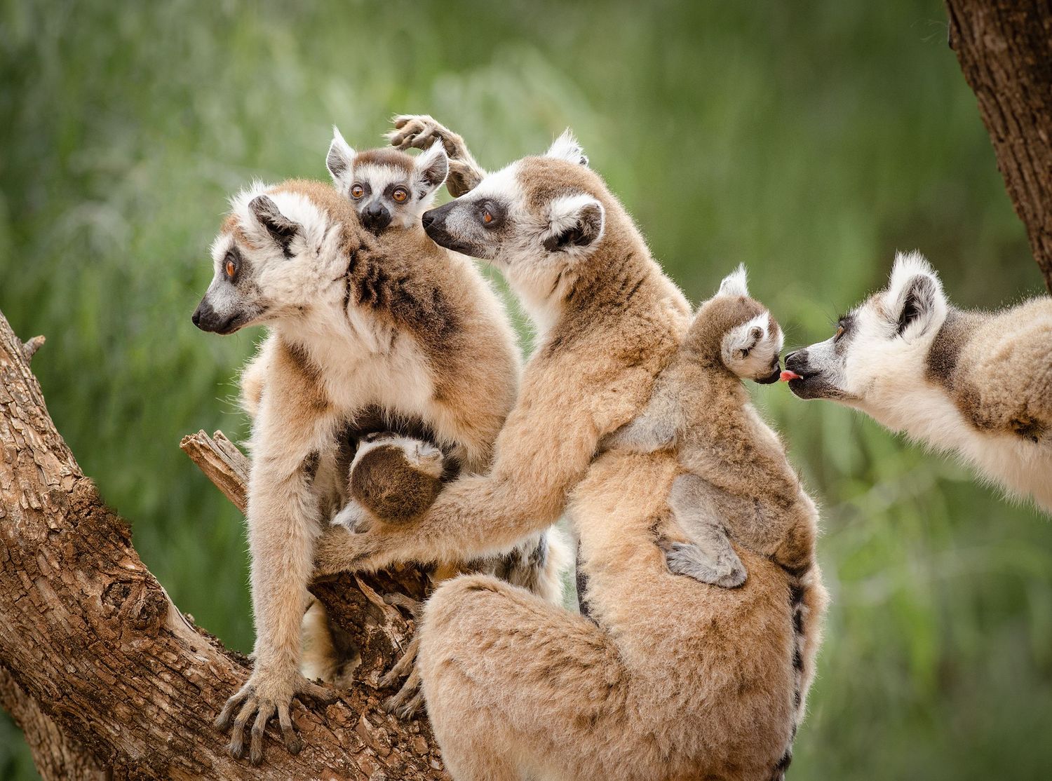 Family of ring-tailed lemurs interacting, Berenty Reserve, Madagascar.