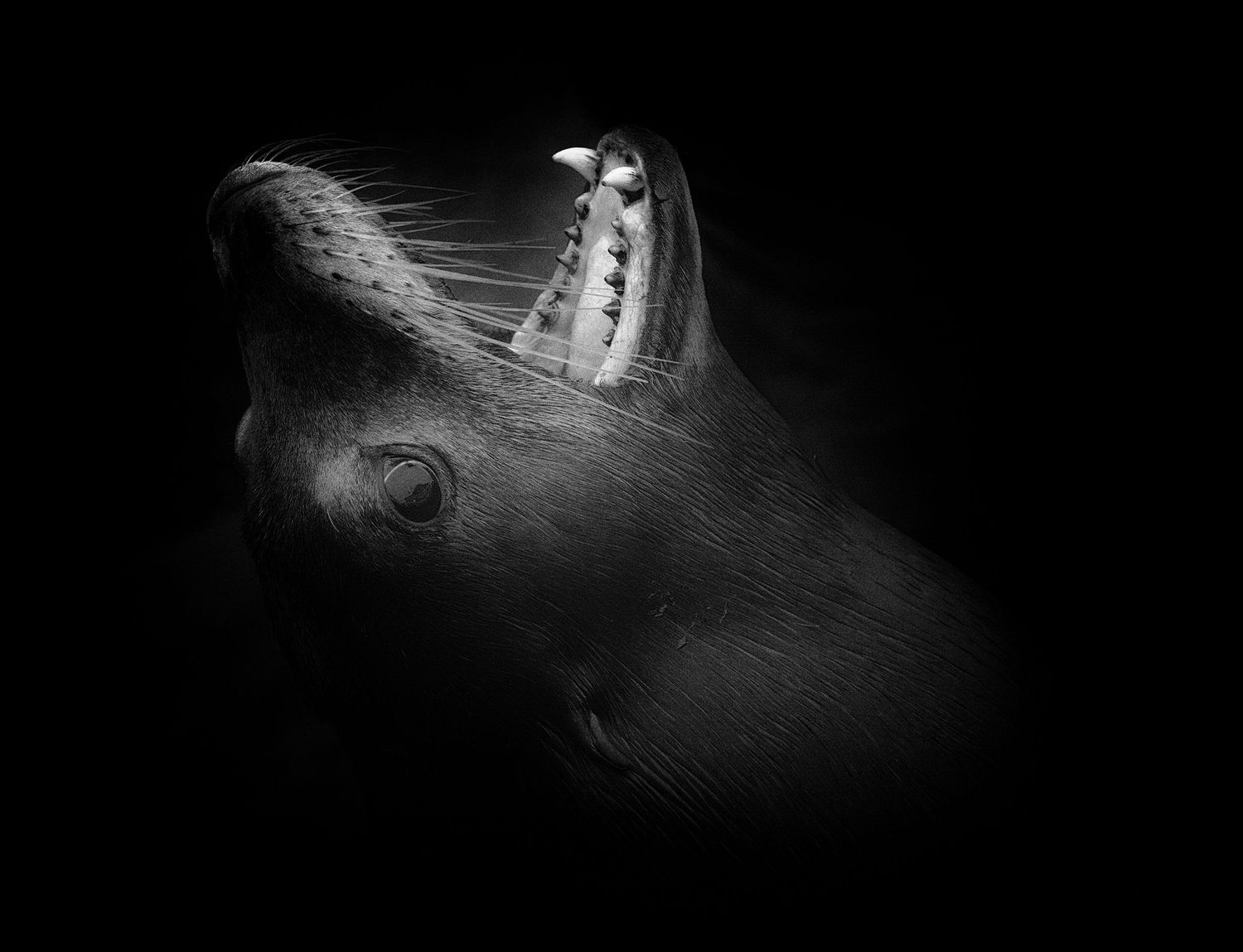 Sea lion with mouth open against a dark background.
