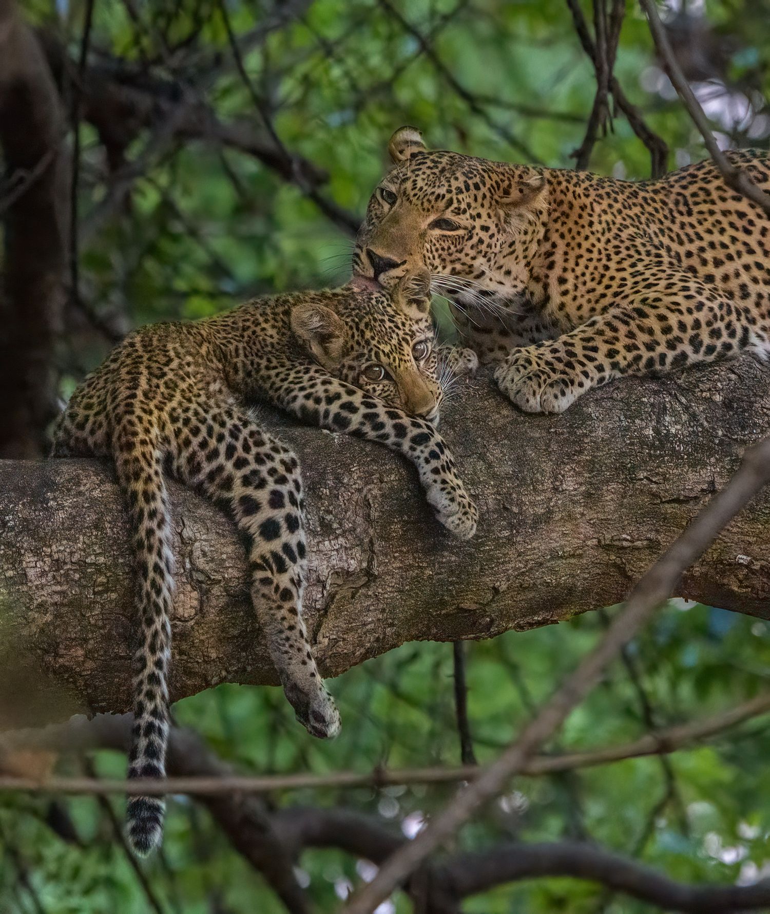 Leopard mother grooming her cub on a tree branch in Zambia.