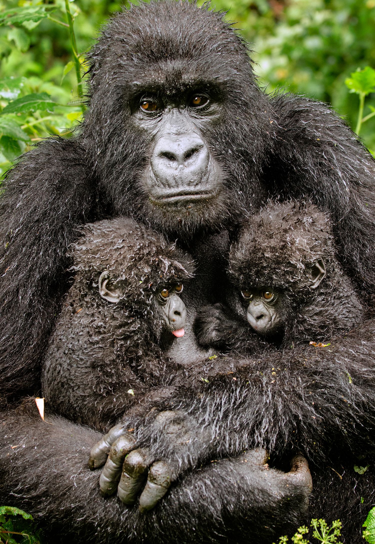 Mountain gorilla mother holding her twin infants in Rwanda.