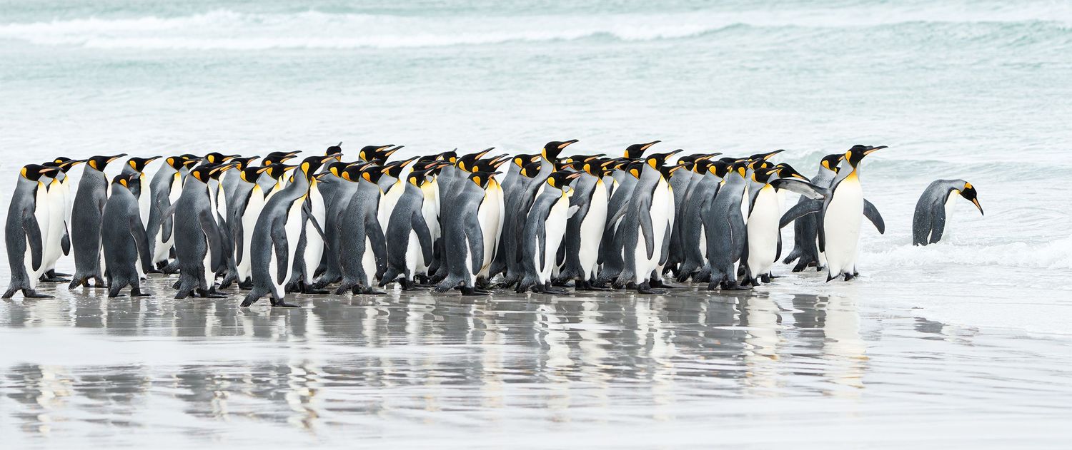 King penguins gathered along the shoreline in the Falkland Islands.