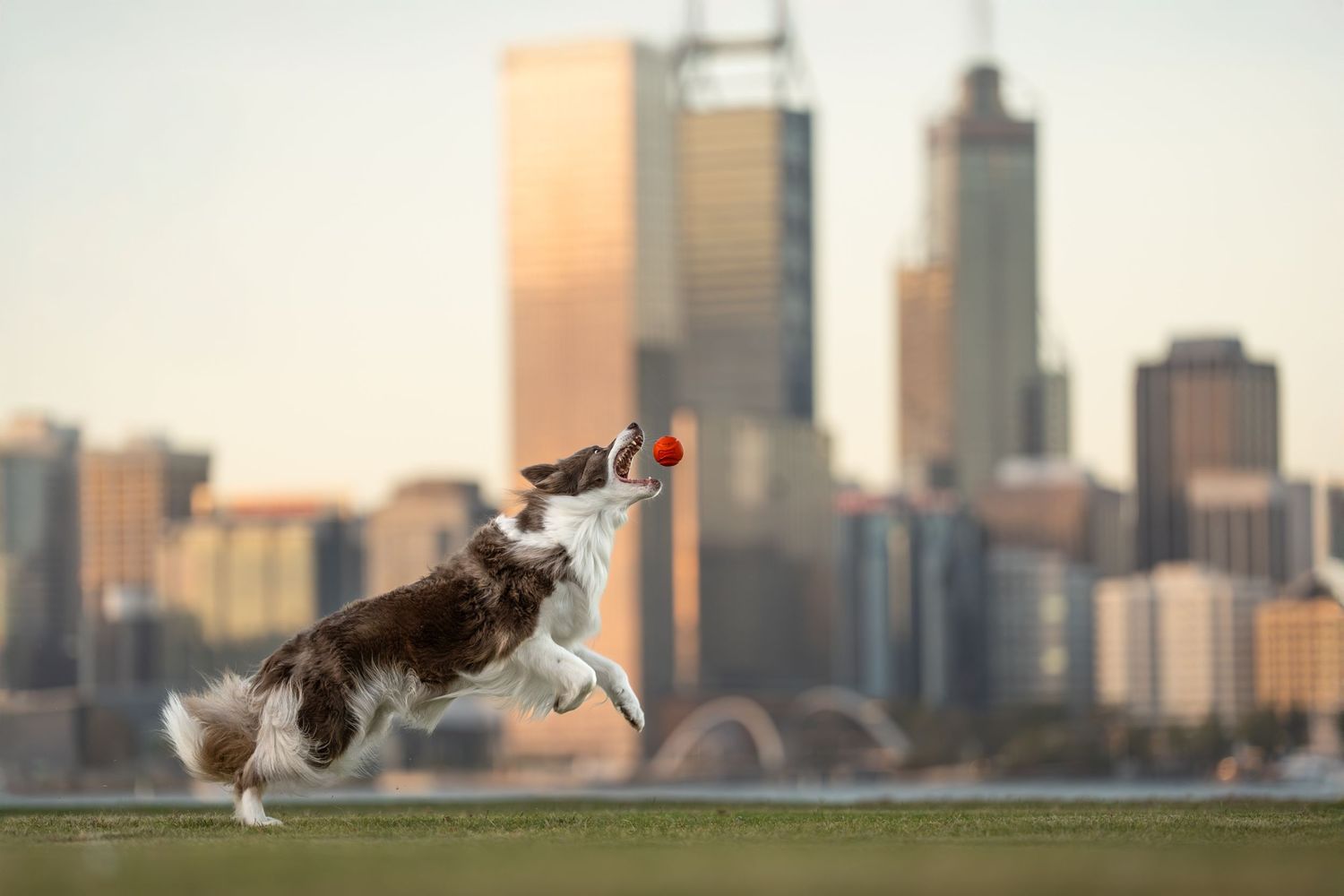 A dog leaping for their toy with the Perth City Skyline in the background.