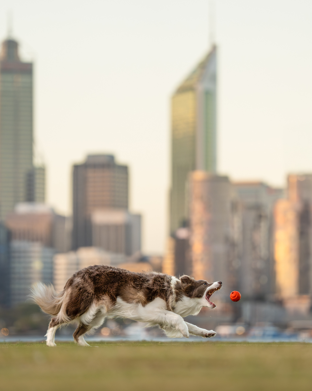 Border collie dog chasing a red ball in sequence against city skyline at sunset.