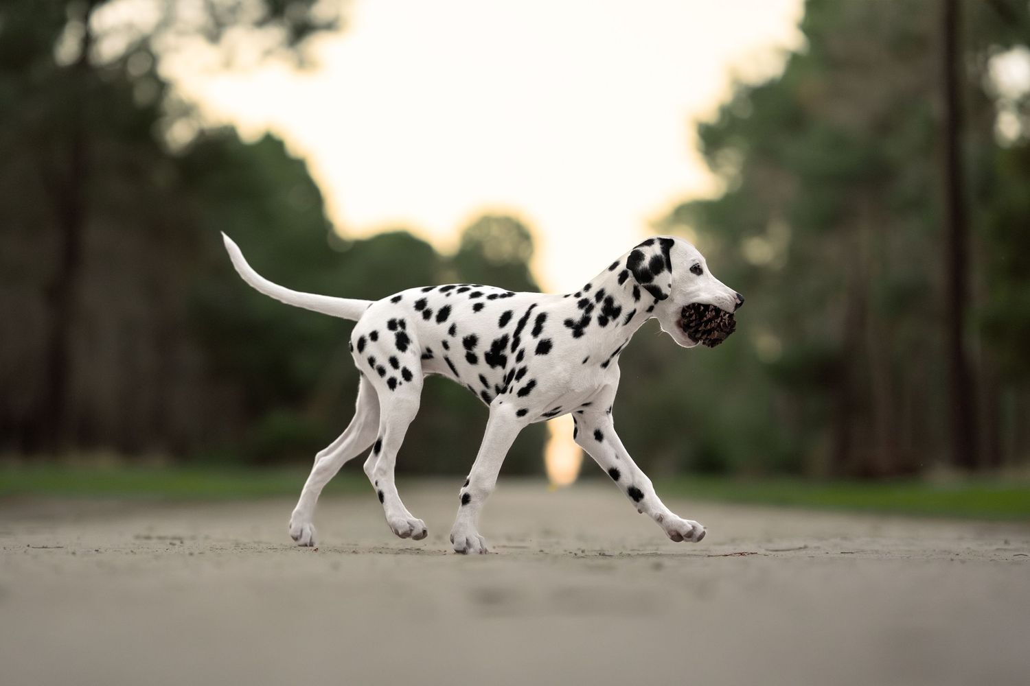 A Dalmatian dog trotting on a path with trees in the background.