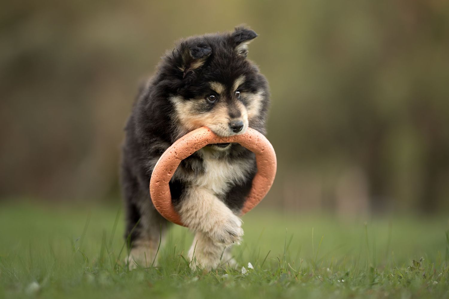 Finnish Lapphund dog catches orange ring toy outdoors at Bushland in Perth for a dog photoshoot.