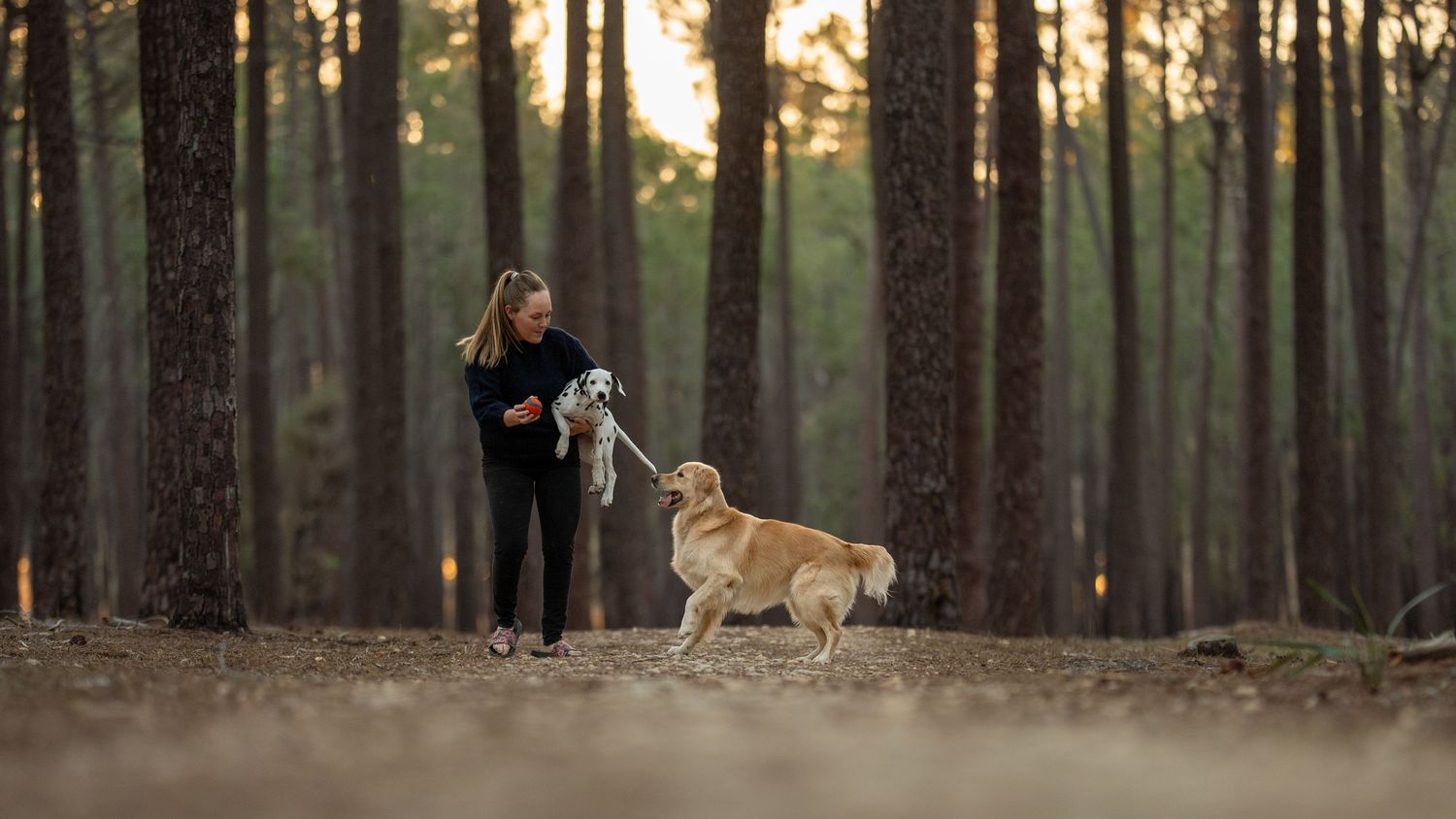 Woman in black outfit walking two dogs on leash in a sunlit pine forest.