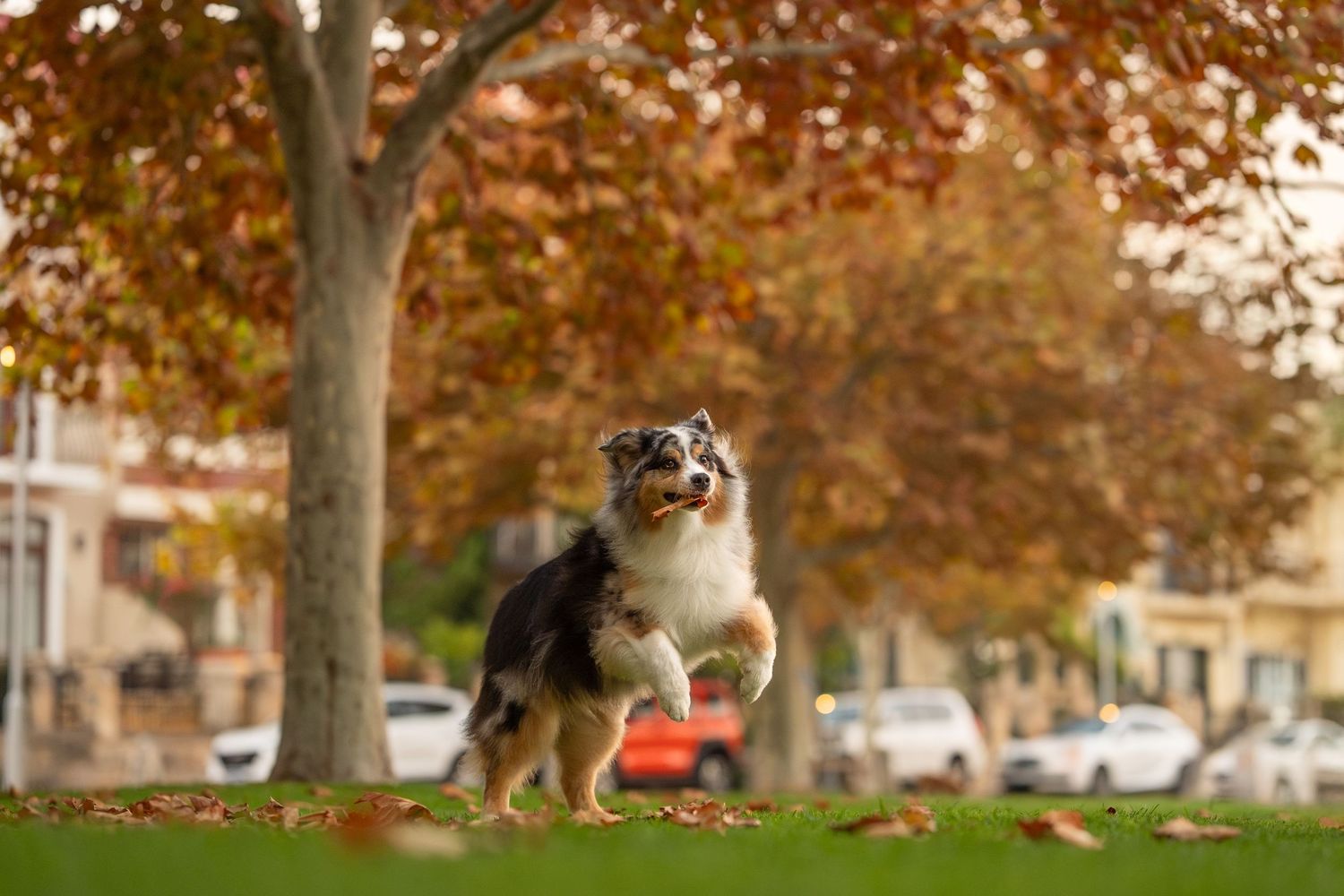 Australian Shepherd dog jumping playfully on green grass in an autumn park with colorful fall foliage.