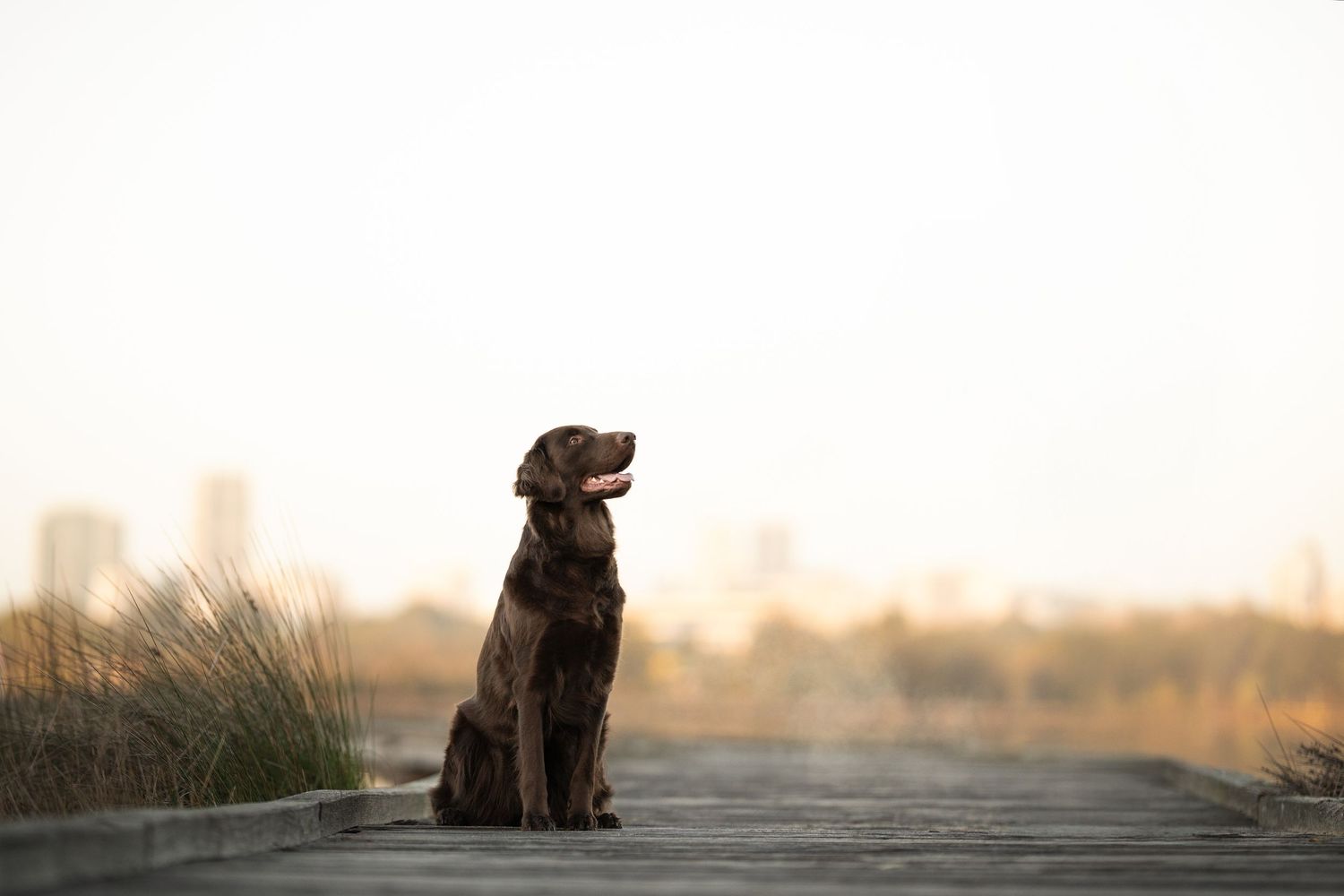 A brown dog sits attentively on a pier silhouetted against the misty sunset skyline of Perth.
