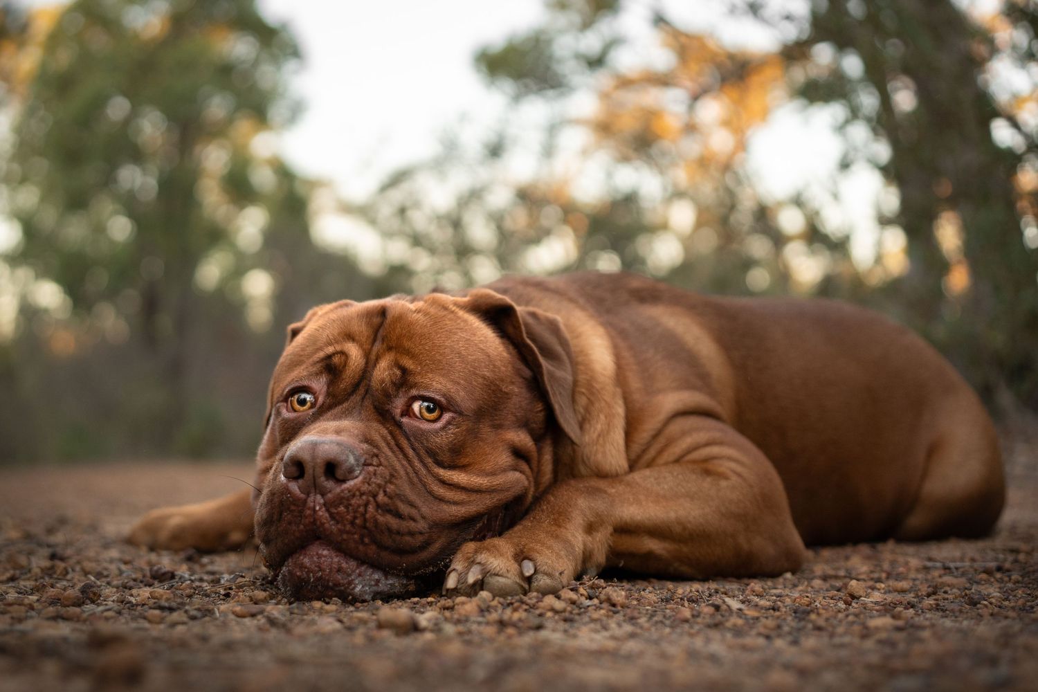 A dog is lying down in showing playful and sleepy expressions.