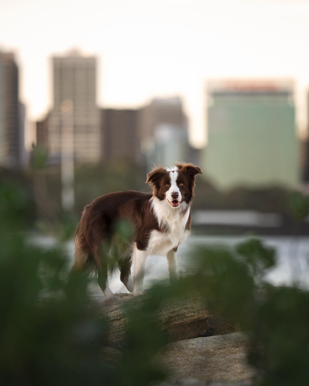 A brown and white Border Collie stands on a rocky overlook with a city skyline visible in the background Perth, WA.
