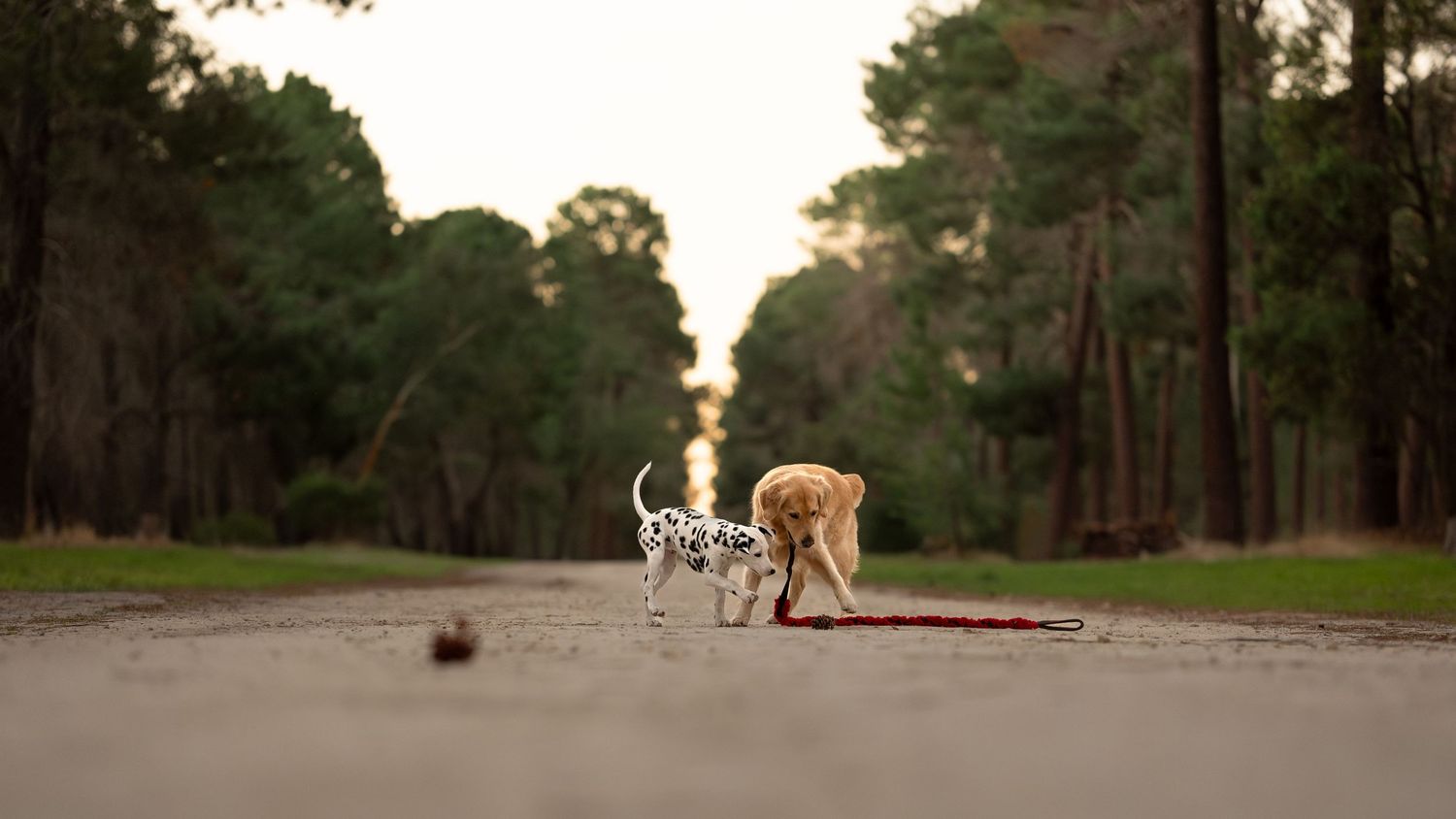 Two dogs, a Dalmatian and a golden retriever, stand on a quiet tree-lined road at dusk with a red leash at Gnangara Pines in Perth.