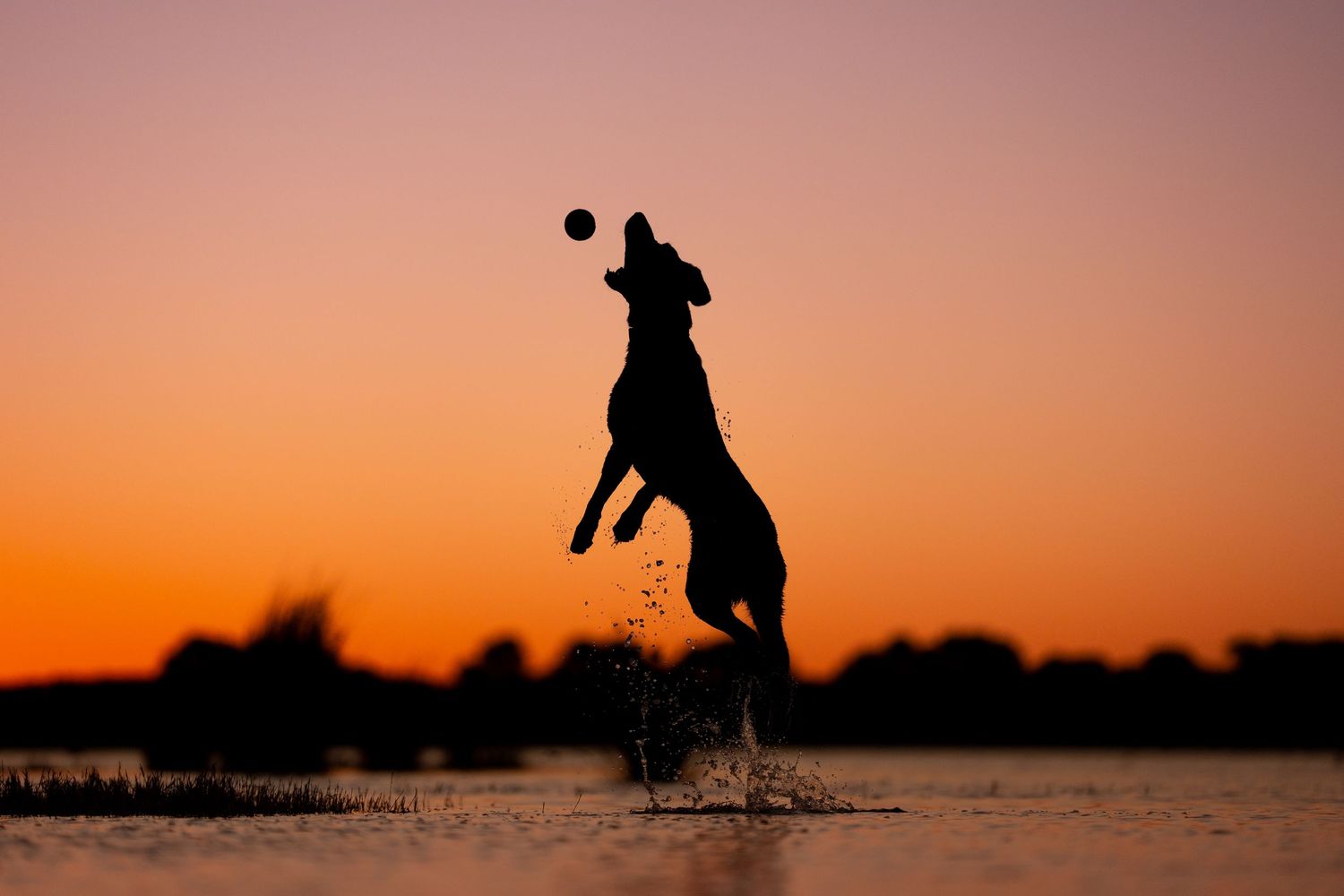 Silhouetted dog leaps and plays against a vibrant orange sunset sky over water at Rockingham Salt Lakes.