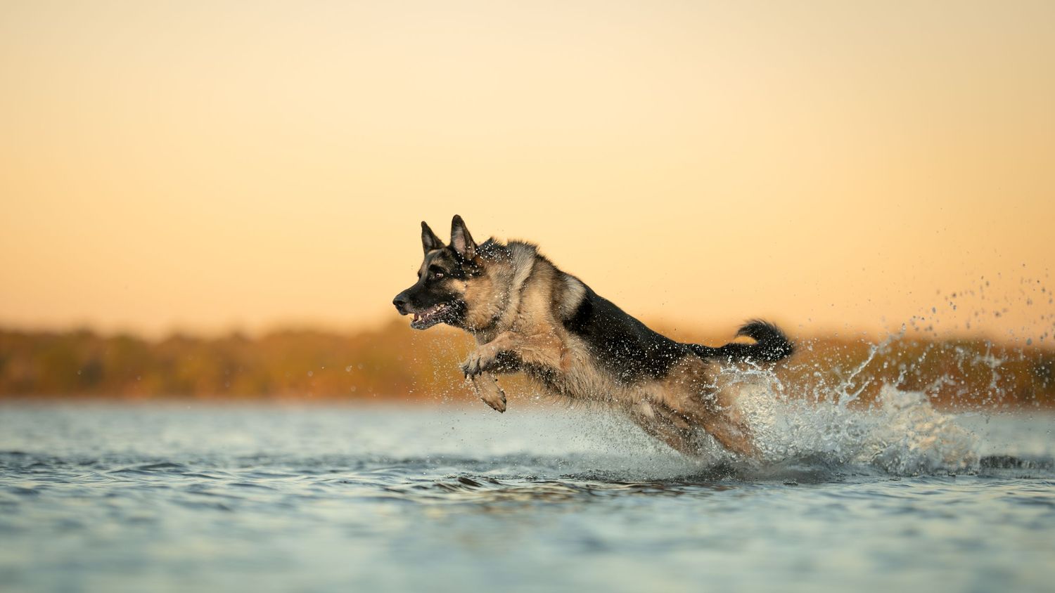 A German Shepherd leaps and splashes through shallow water at sunset creating a dramatic silhouette effect.