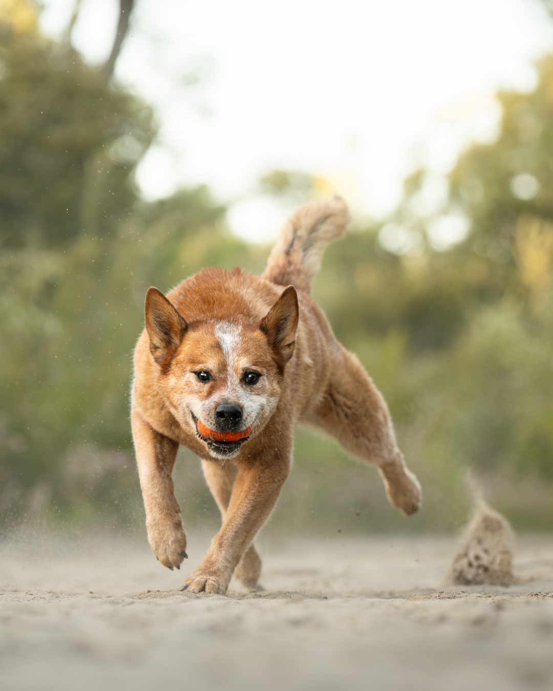 A happy Shiba Inu dog runs energetically on a dusty path with blurred natural background.