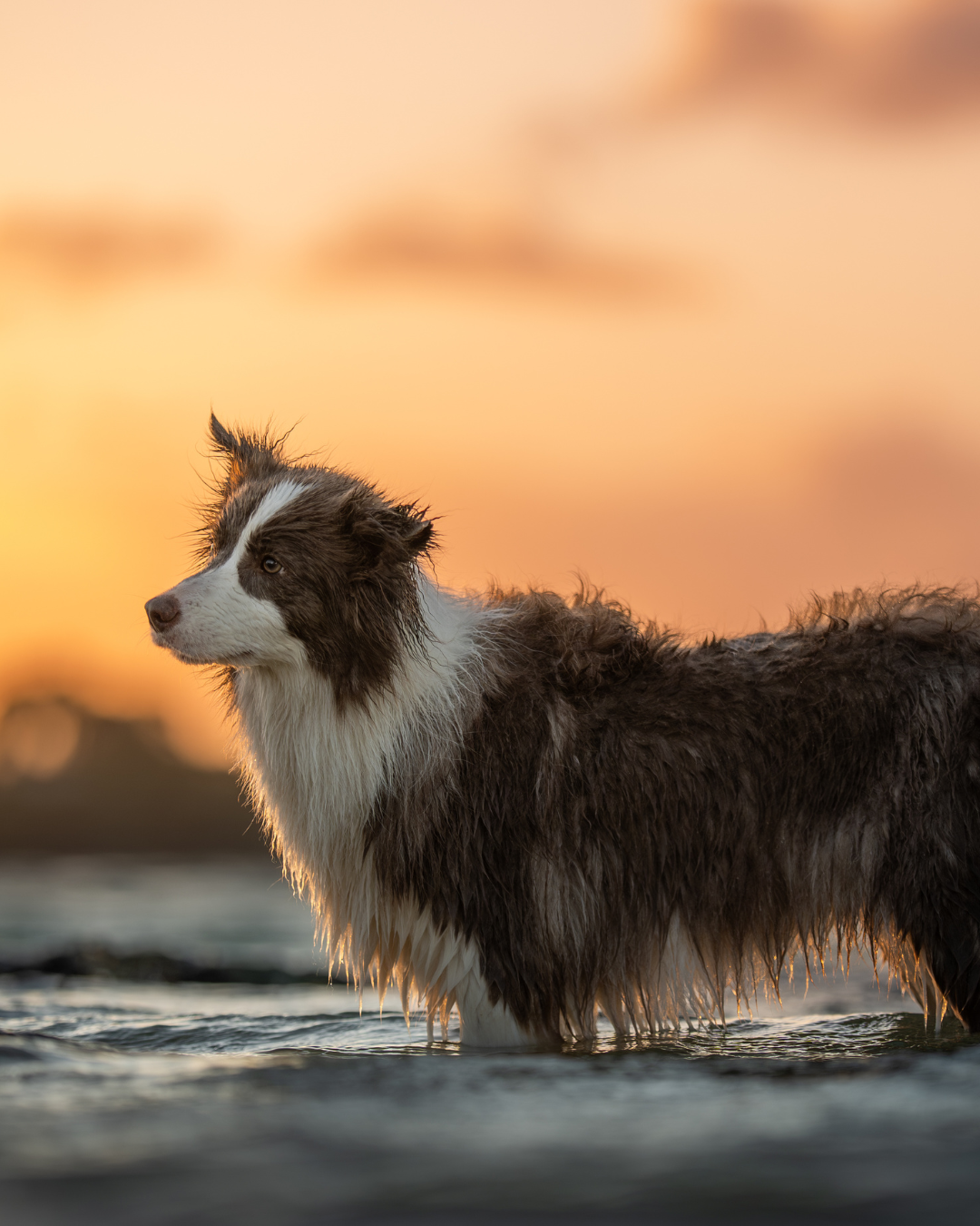 Border collie dog silhouetted against an orange sunset sky over water creates a dramatic profile view at Lake Gnangara.