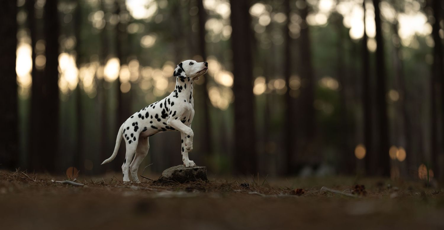 A Dalmatian dog stands alert on a tree stump in a misty forest with bokeh light filtering through tall trees taken at Gnagara Pines.