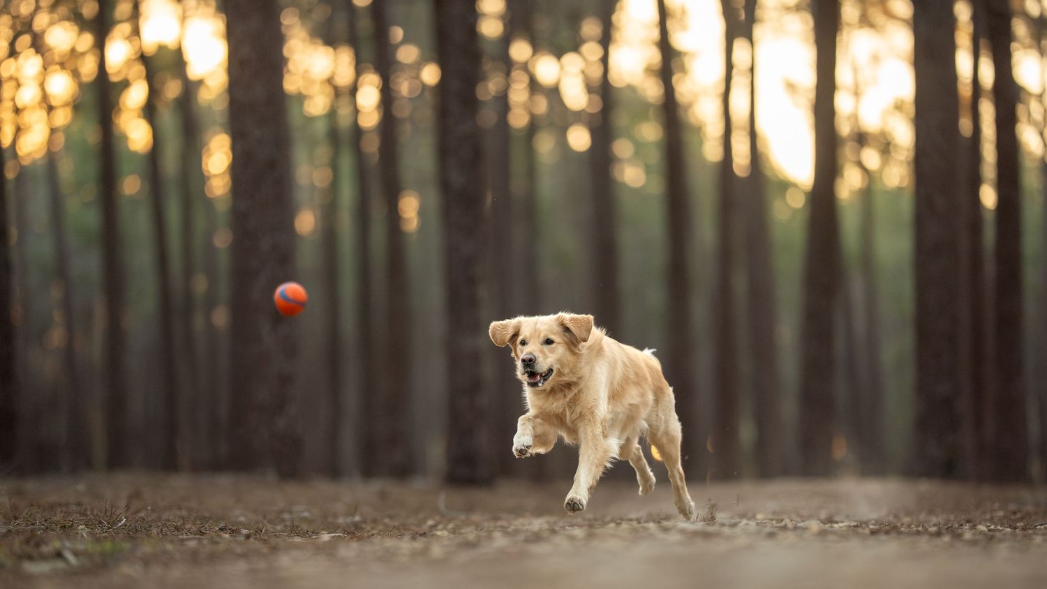 Golden Retriever leaping through a sunlit forest, chasing a red ball among tall pine trees in Gnagara Pines.