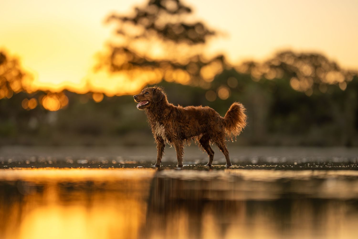 A little mixed red dog is standing sideways in very shallow water. He is lit up from behind by the setting sun which is giving him a glow.
