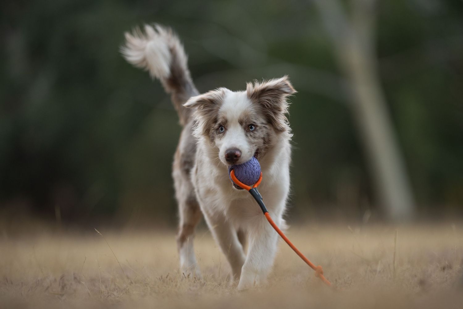 A merle border collie dog running with orange and purple apawlo toy in mouth against blurred natural background.