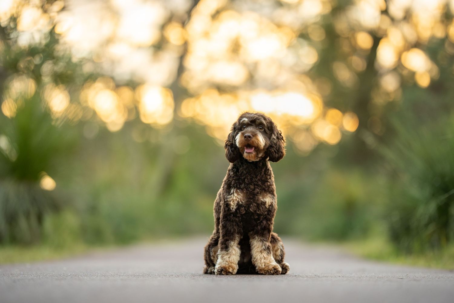 A cute poodle mix sitting on a path during sunset. You can see bushland and pretty golden bokeh in the background.