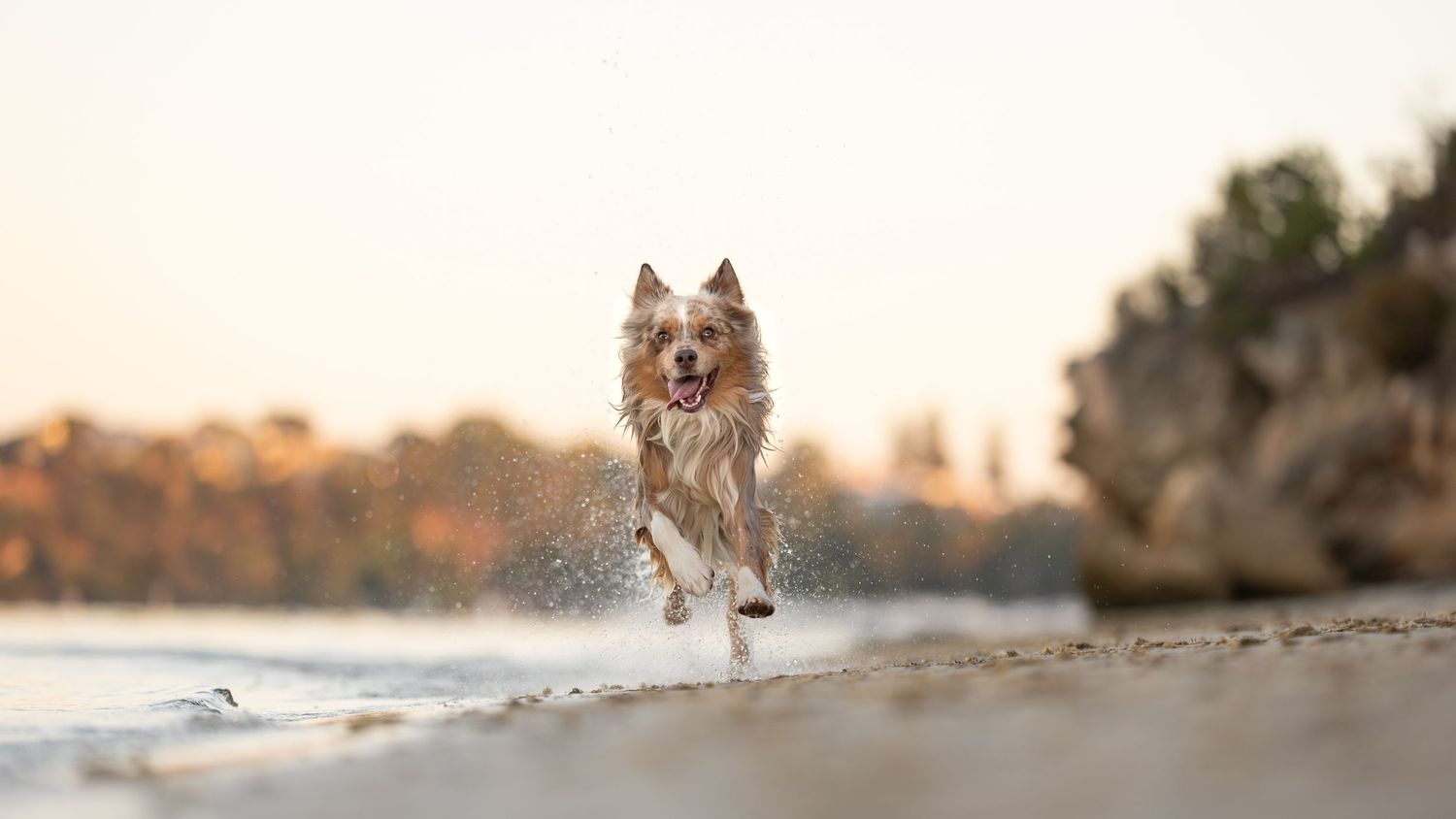 An Australian Shepherd is running across the shore with cliffs and water in the background.