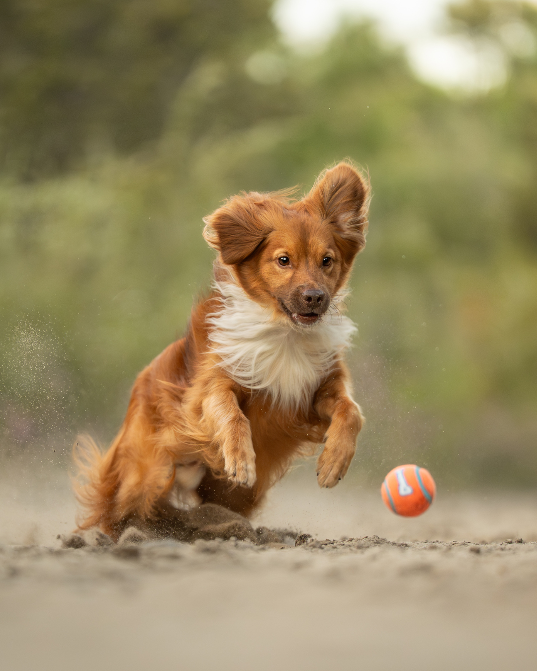 Small brown and white dog leaping and chasing after an orange ball in a dynamic action sequence.