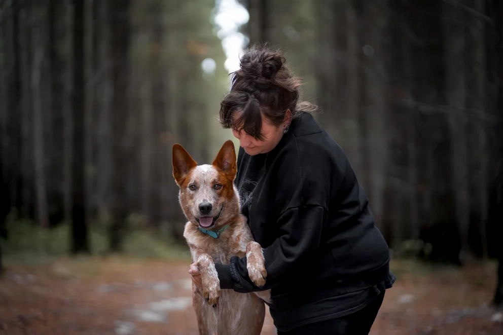 A human cuddling their red heeler. The Australian Cattle Dog is looking attentively towards the photographer.