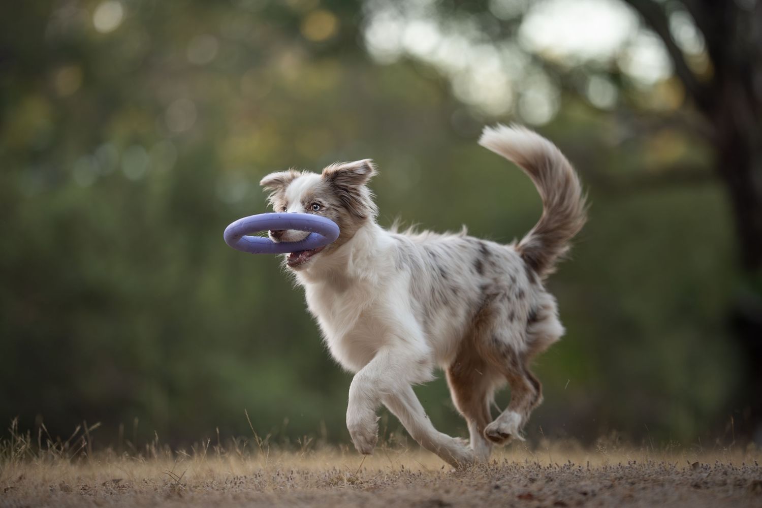 Border Collie dog running outdoors with a purple ring frisbee toy in its mouth.