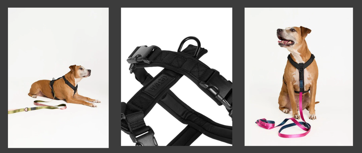 Wagd Harness close up and on dog.