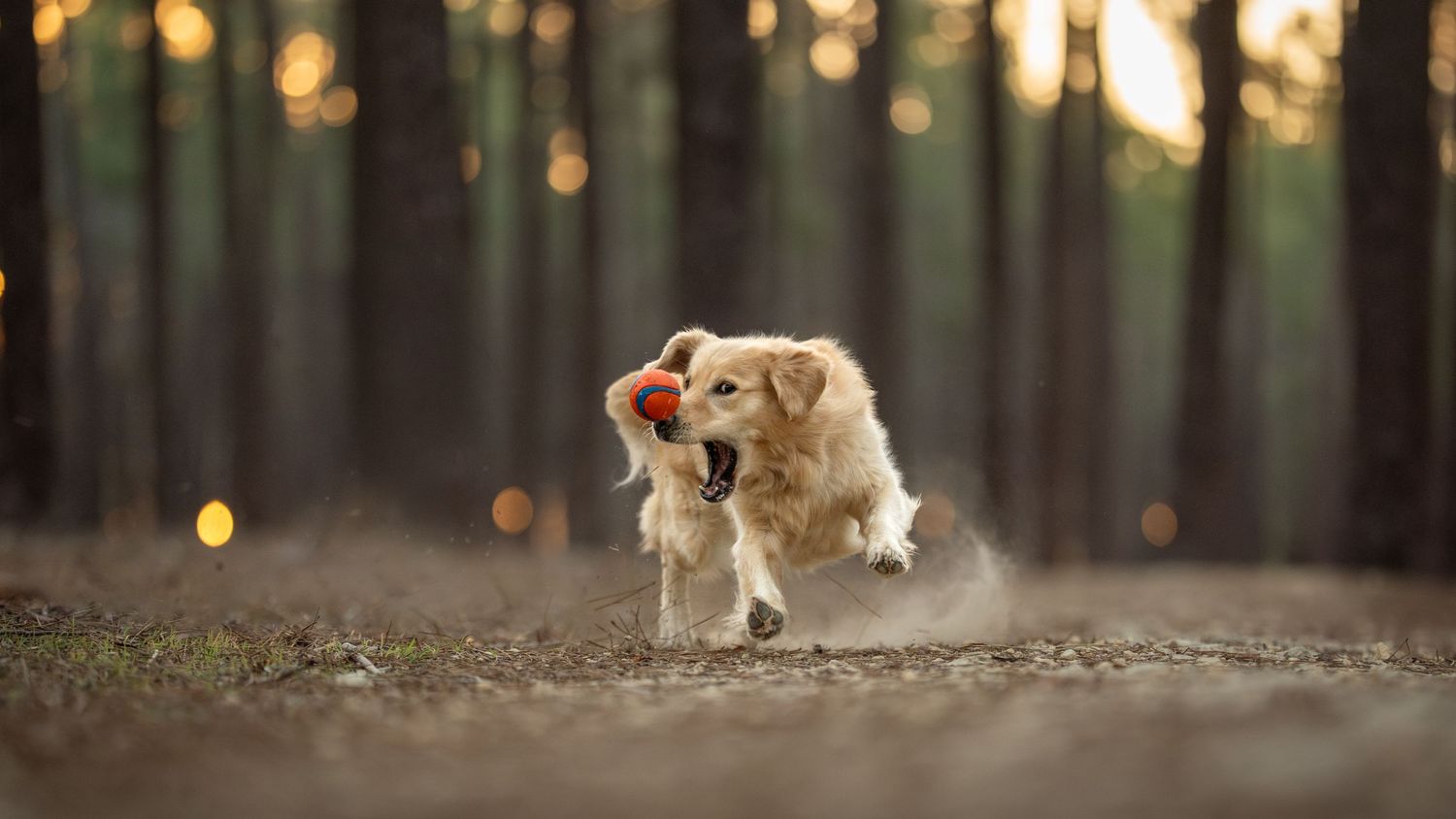 Golden retriever running through a forest trail jumping for a red ball, with bokeh light filtering through trees.