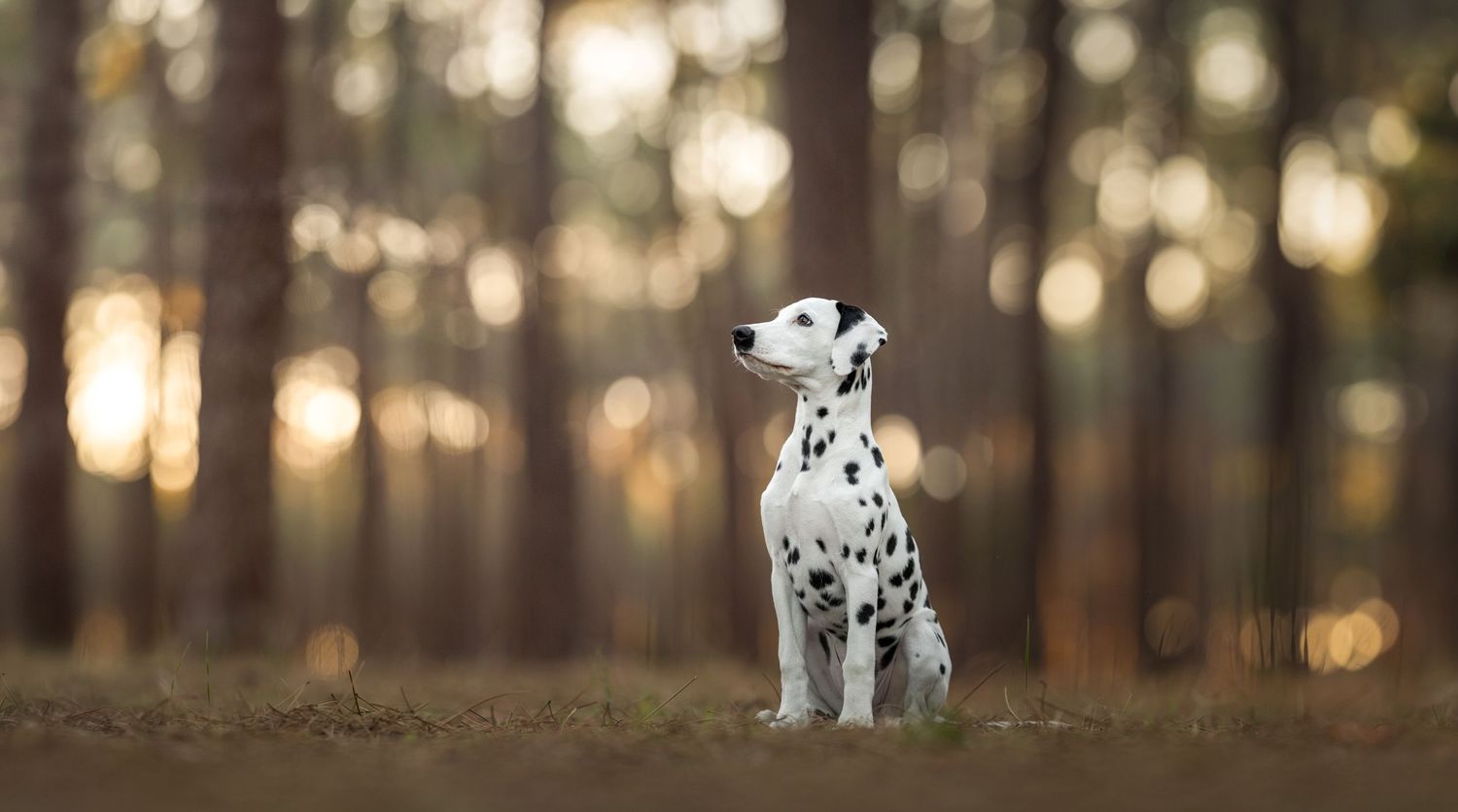 A Dalmatian puppy sits attentively in a sunlit forest at Gnagara Pines in Perth, showcasing its white coat with black spots.