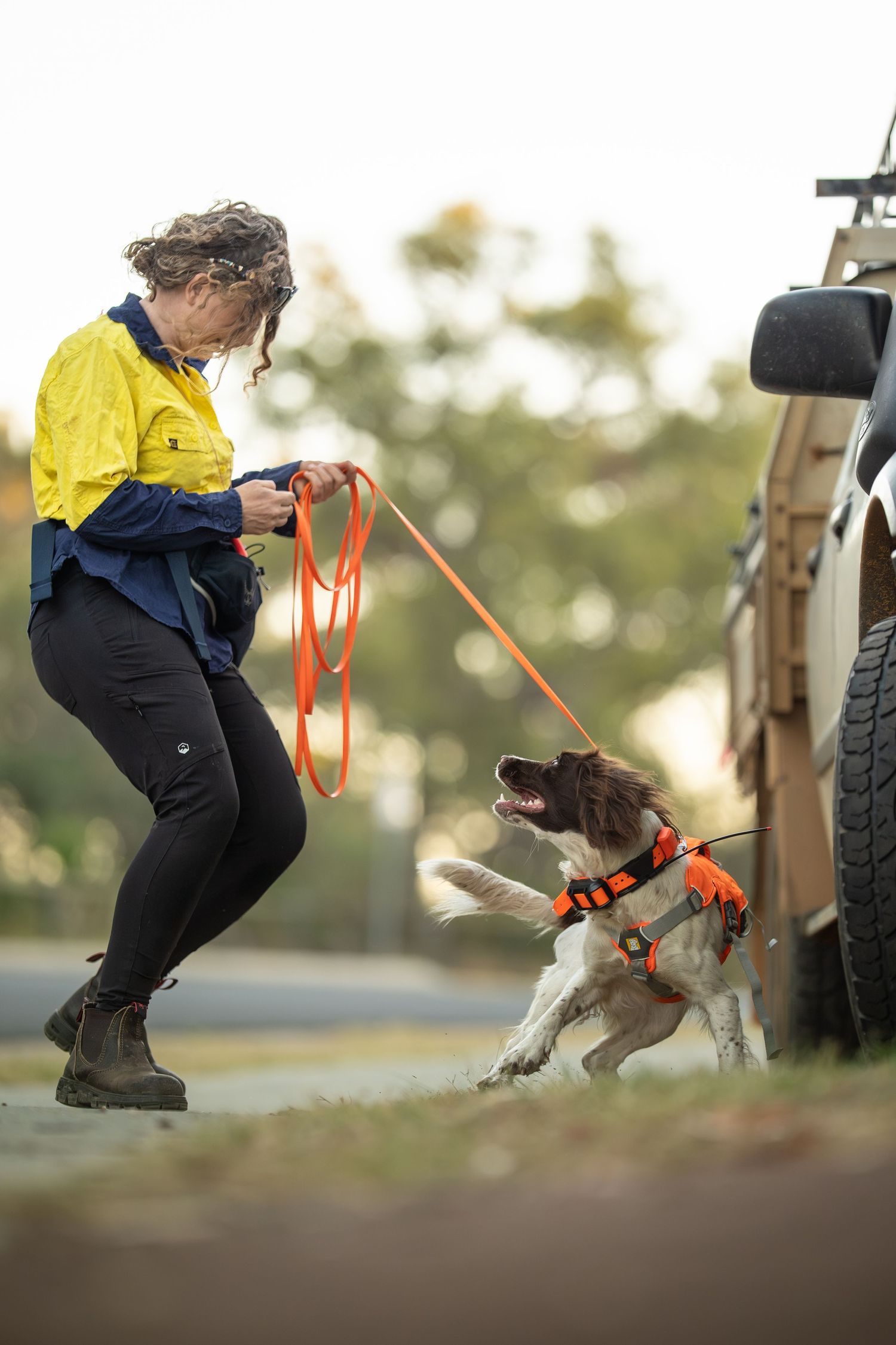 Woman in yellow hi-vis shirt training a spaniel dog in orange harness on leash outdoors near a vehicle.