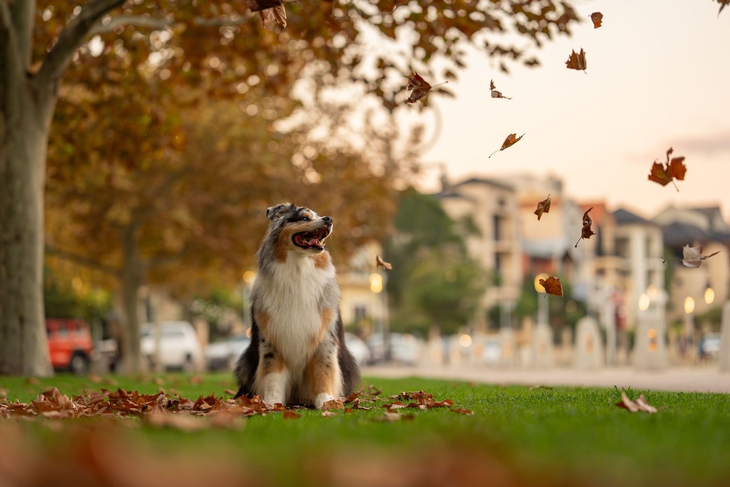 Australian Shepherd dog sitting on grass in autumn park with falling leaves swirling around on a warm fall day.