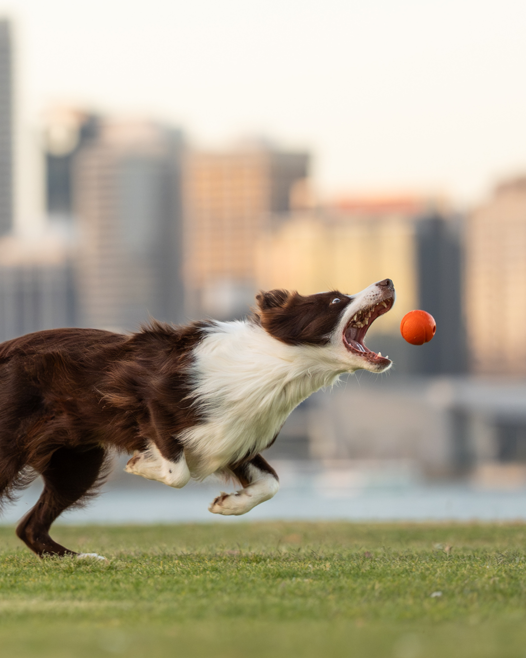 Border collie leaps gracefully through the air to catch an orange ball with city skyline in background Perth, Western Australia.